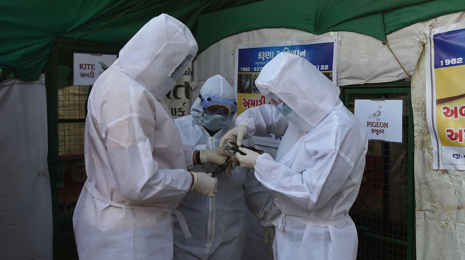 Image for the title: Bird flu outbreak claims over 500,000 chickens in Burkina Faso 