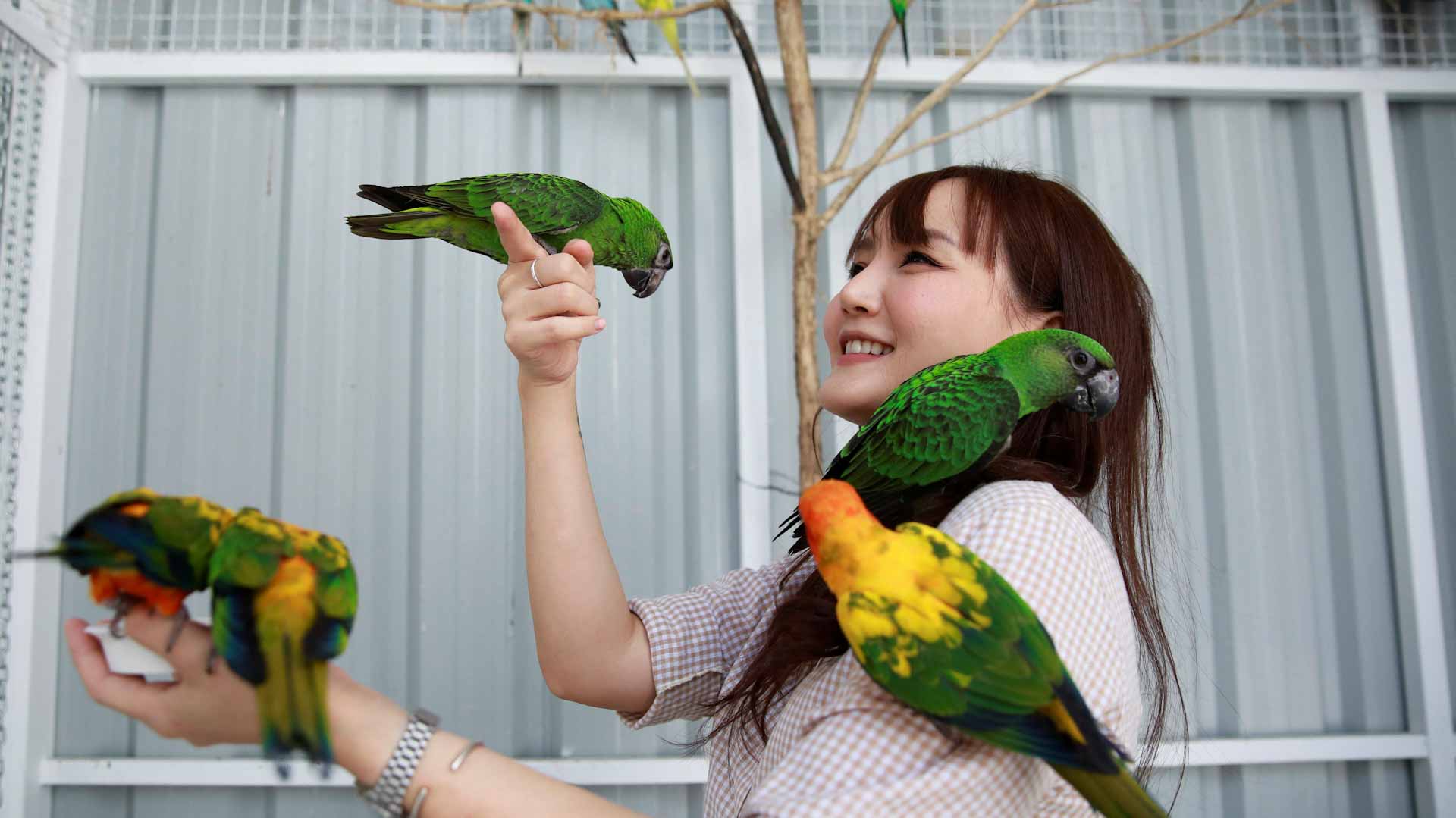 Image for the title: Bangkok cafe lets customers interact with birds 