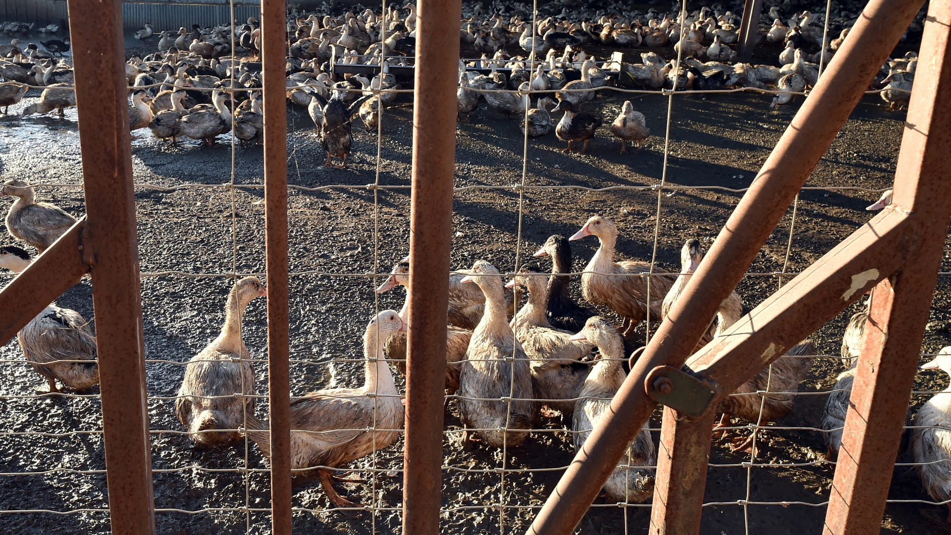 Image for the title: France to cull over 1 mn poultry to fight bird flu 