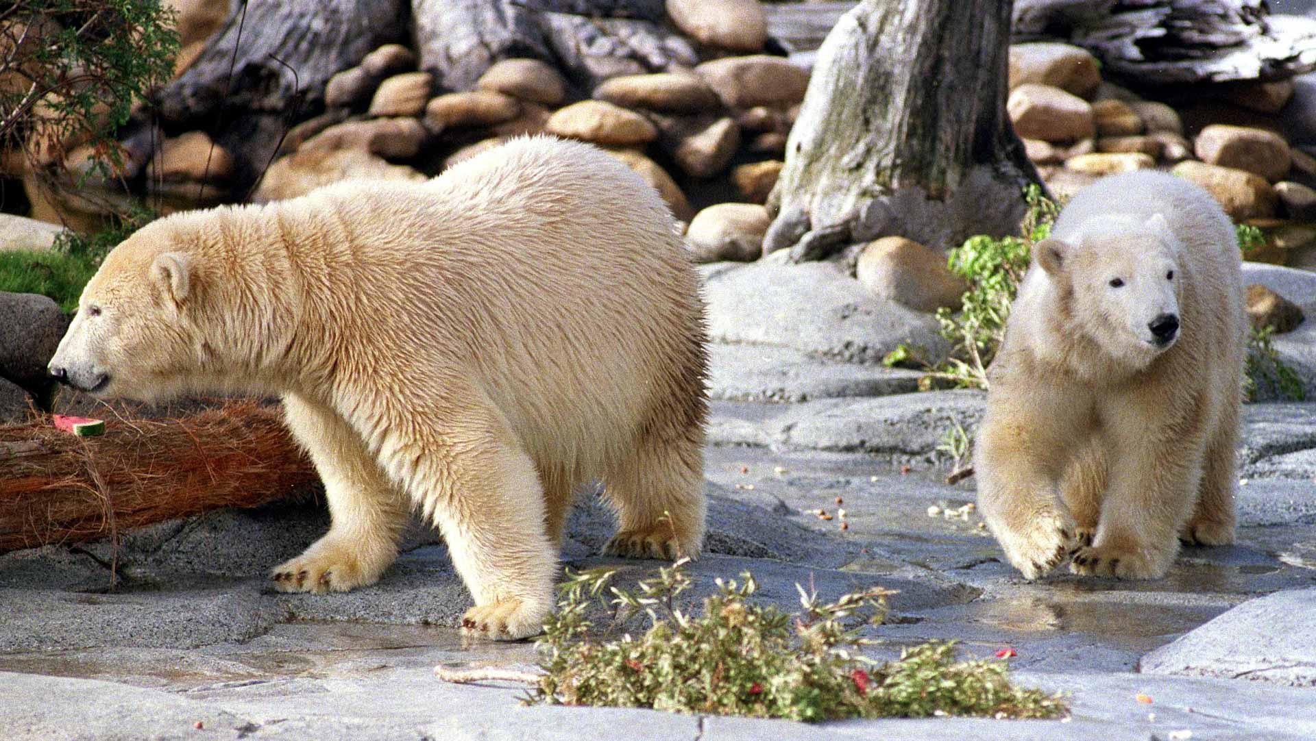 Image for the title: Polar bear twin cubs get active in German zoo 