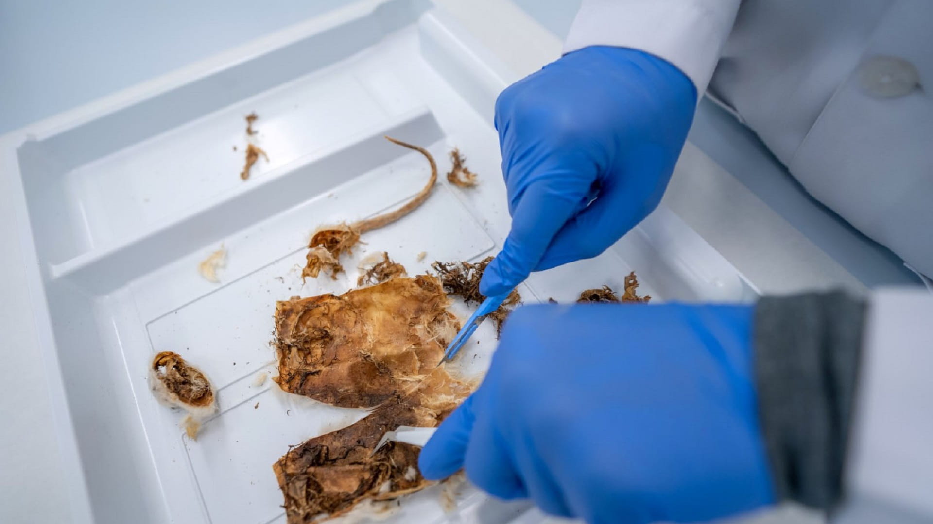 صورة بعنوان: في إنجاز علمي.. شرطة دبي تحدد زمن وفاة شخص عثر على جثته متحللة 