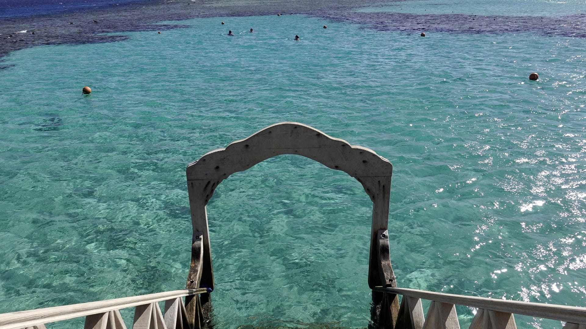 صورة بعنوان: مقتل امرأتين هاجمتهما سمكة قرش في مصر 