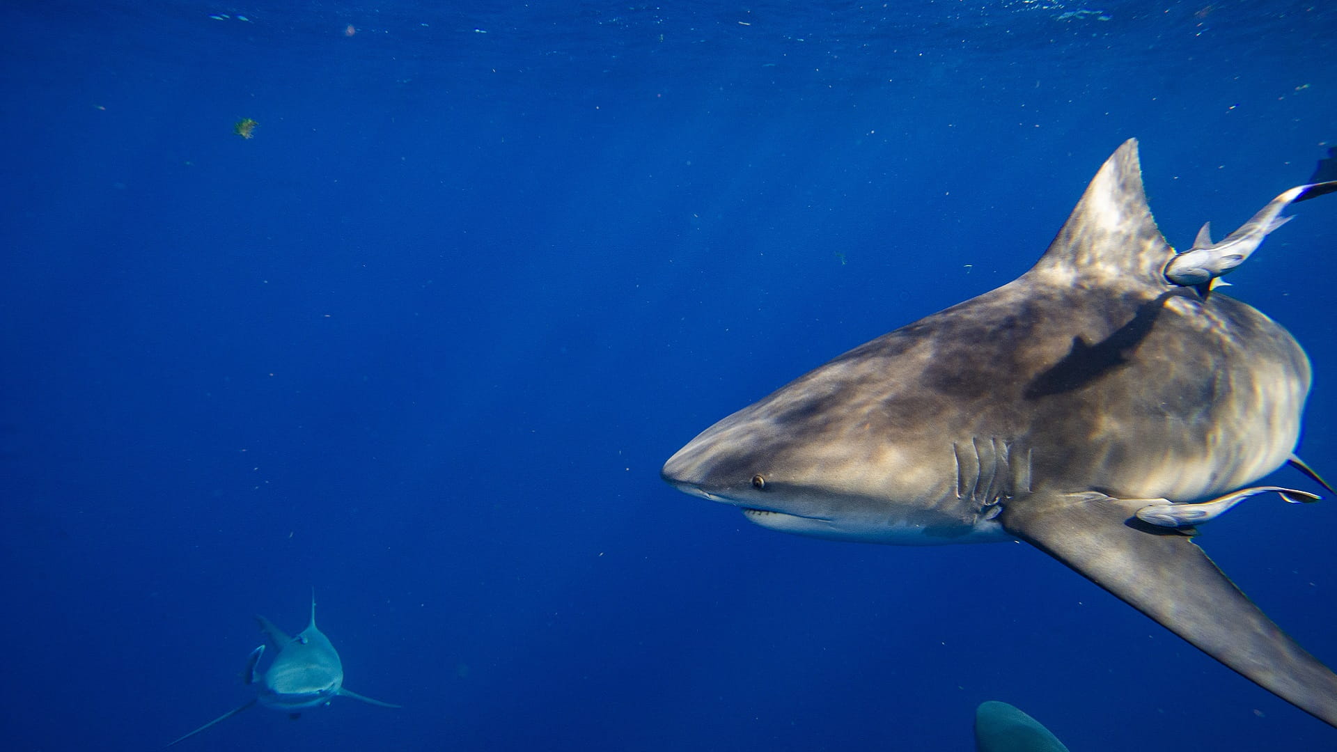 Image for the title: Shark kills 1 Austrian, 1 Romanian tourist in Egypt's Red Sea 