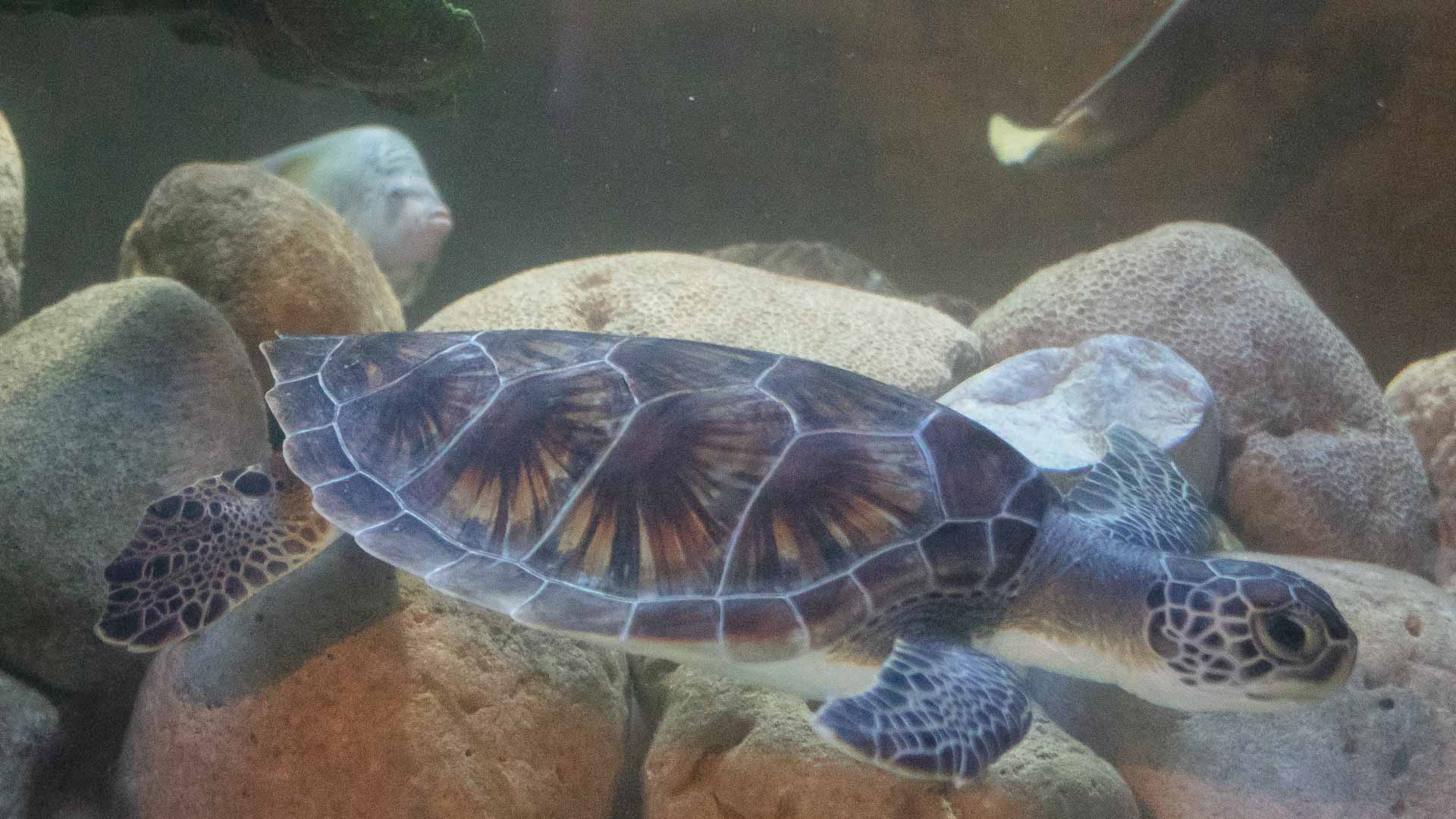 صورة بعنوان: سلاحف خضراء مهددة بالانقراض تنضم لمربى الشارقة للأحياء المائية 