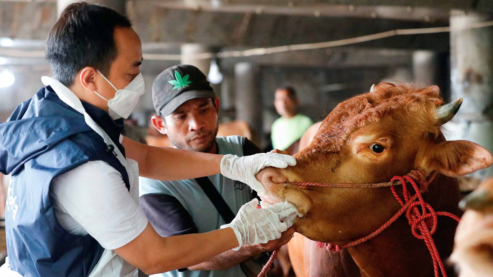 صورة بعنوان: تراجع مبيعات الماشية بإندونيسيا قبل عيد الأضحى بسبب الحمى القلاعية 