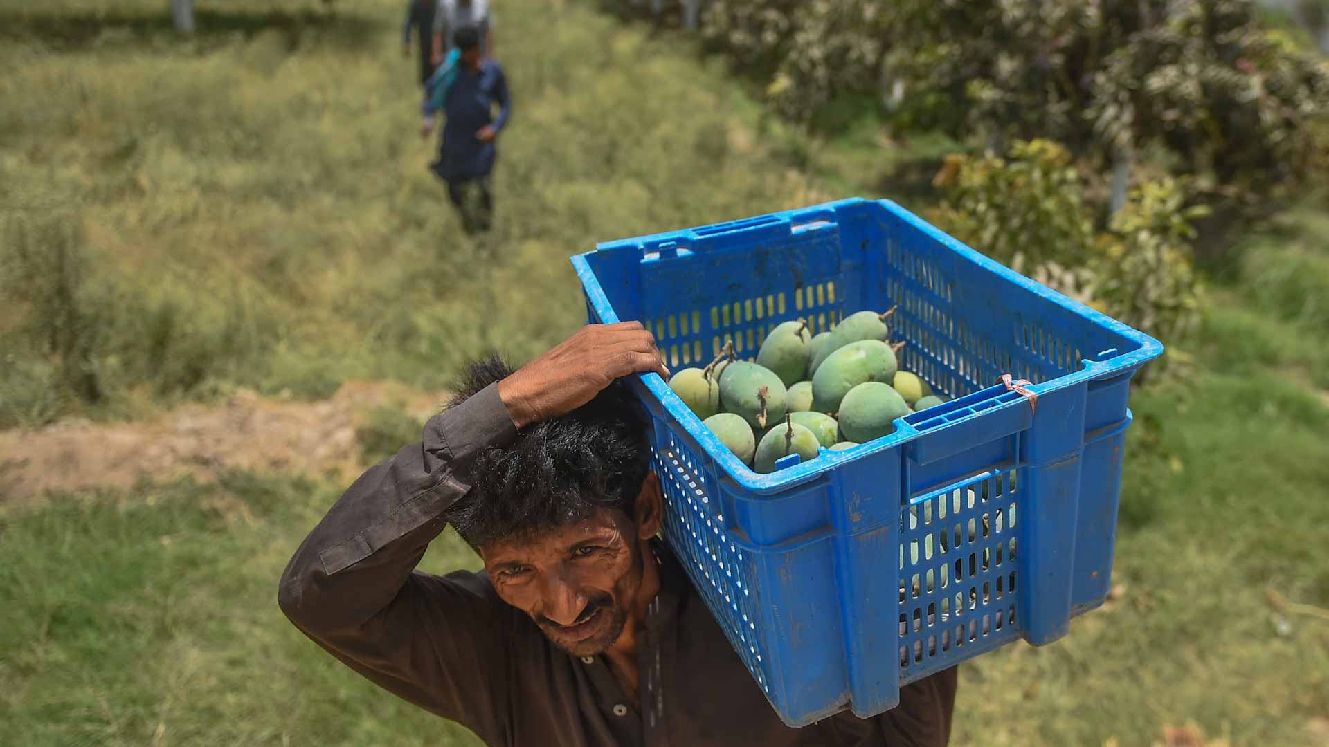 Image for the title: Pakistan's prized mango harvest hit by water scarcity 