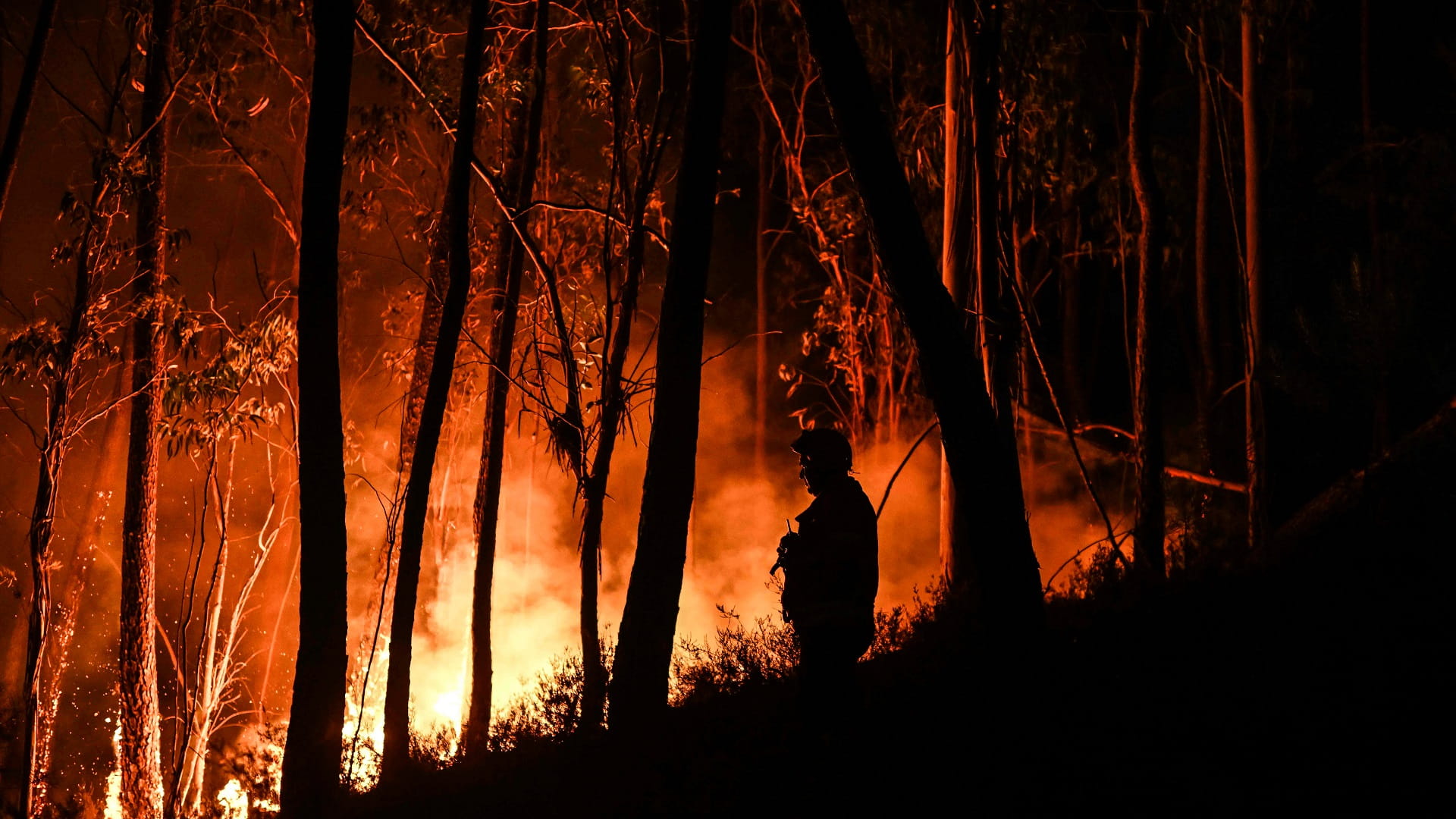 صورة بعنوان: البرتغال تكافح حرائق غابات وسط موجة حر تضرب البلاد 