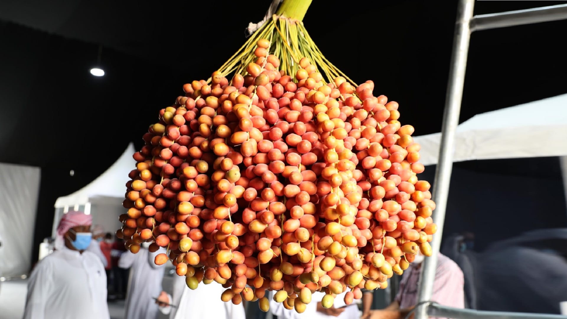 صورة بعنوان: 100 كيلوغرام وزن أكبر "عذج" بمهرجان ليوا للرطب 2022 