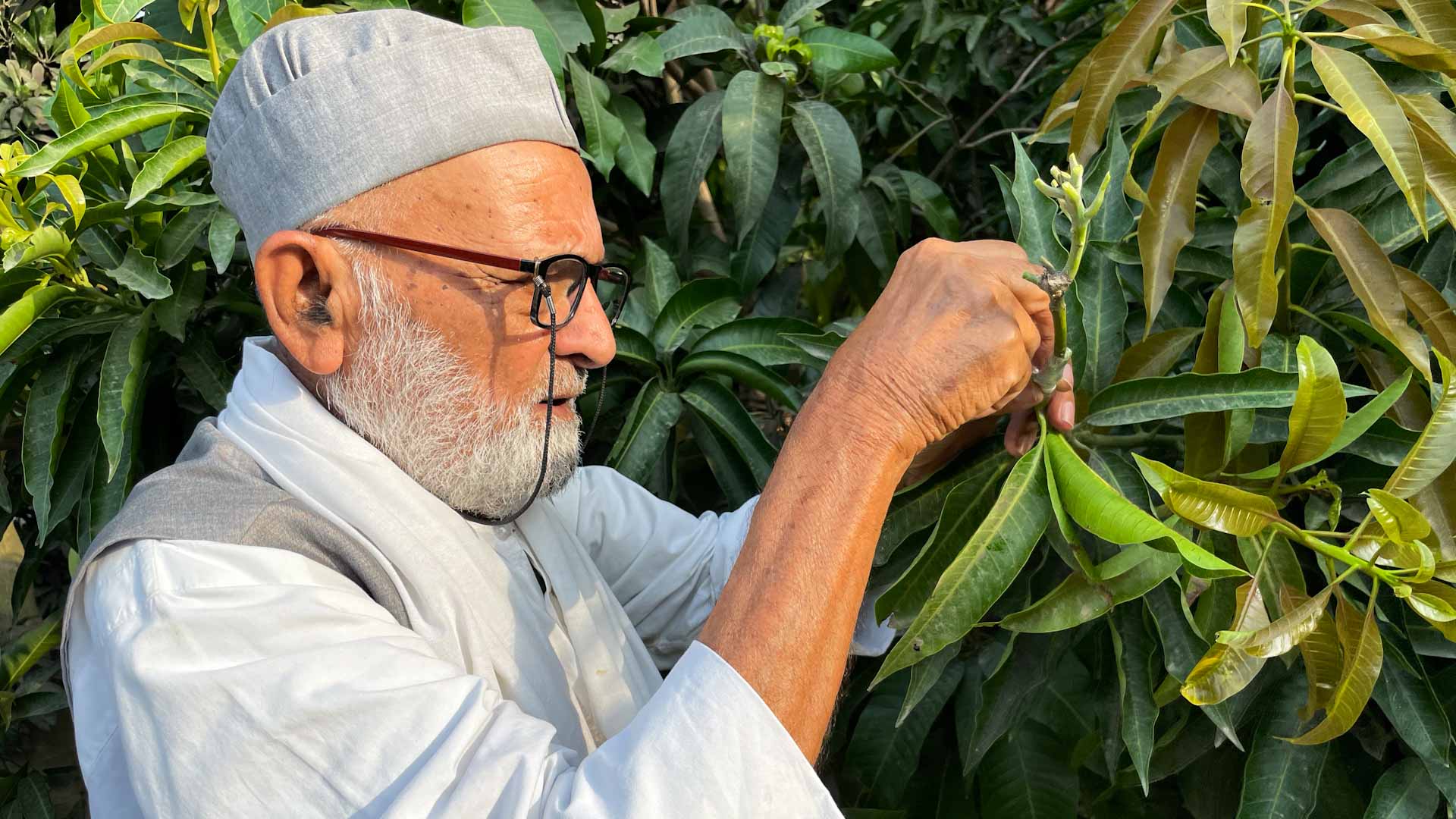 Image for the title: India's mango man, father of 300 varieties 