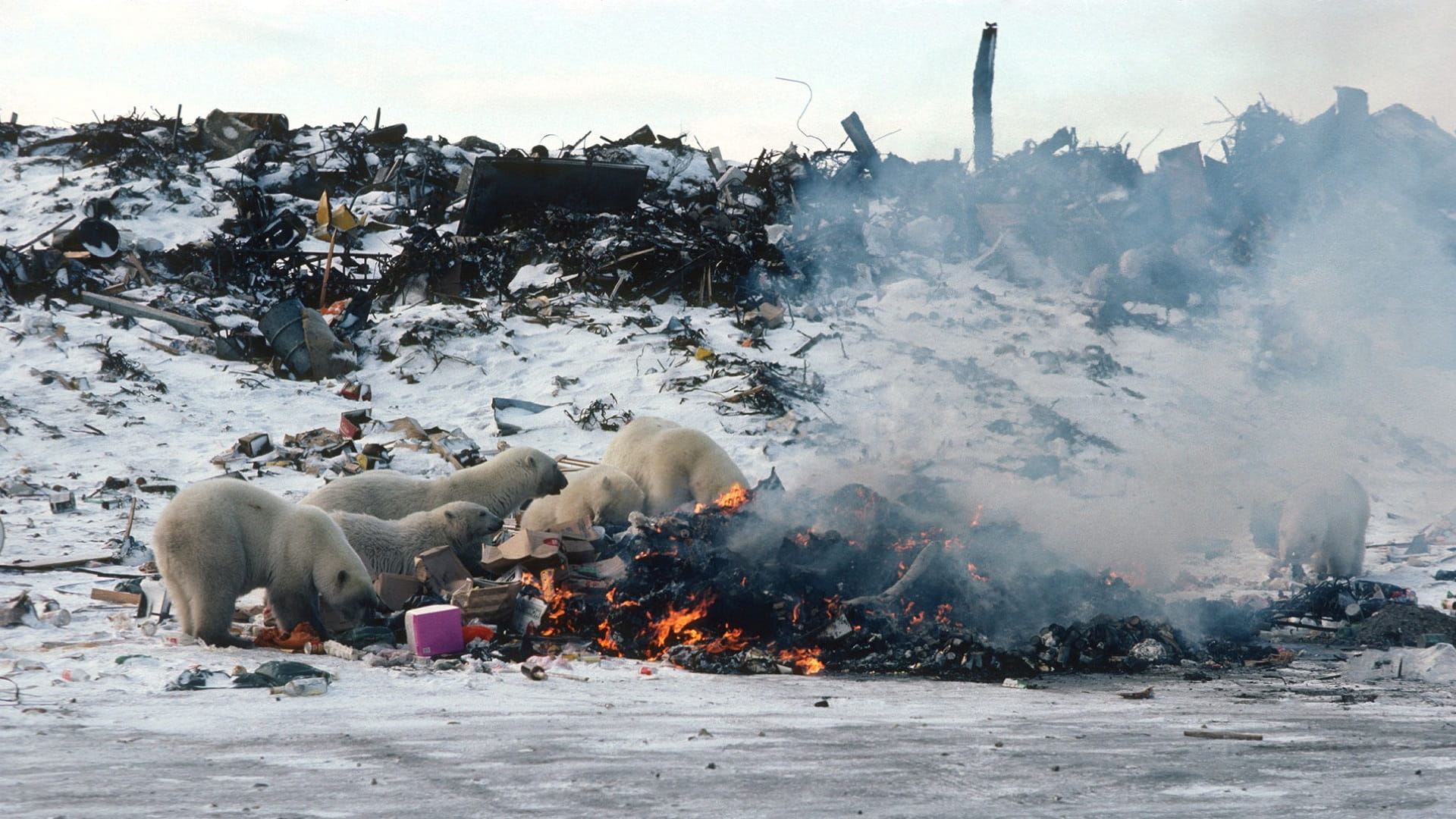 صورة بعنوان: تغير المناخ يدفع الدببة القطبية للبحث عن طعامها في القمامة 