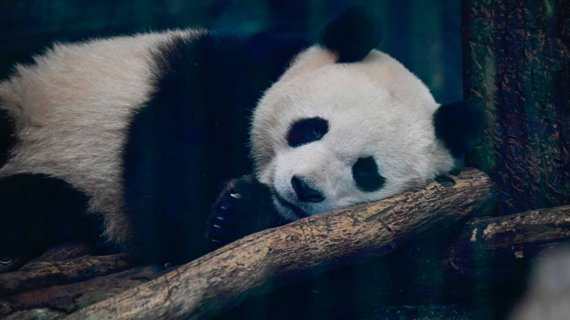 Image for the title: World's oldest known male giant panda, An An, dies at 35 
