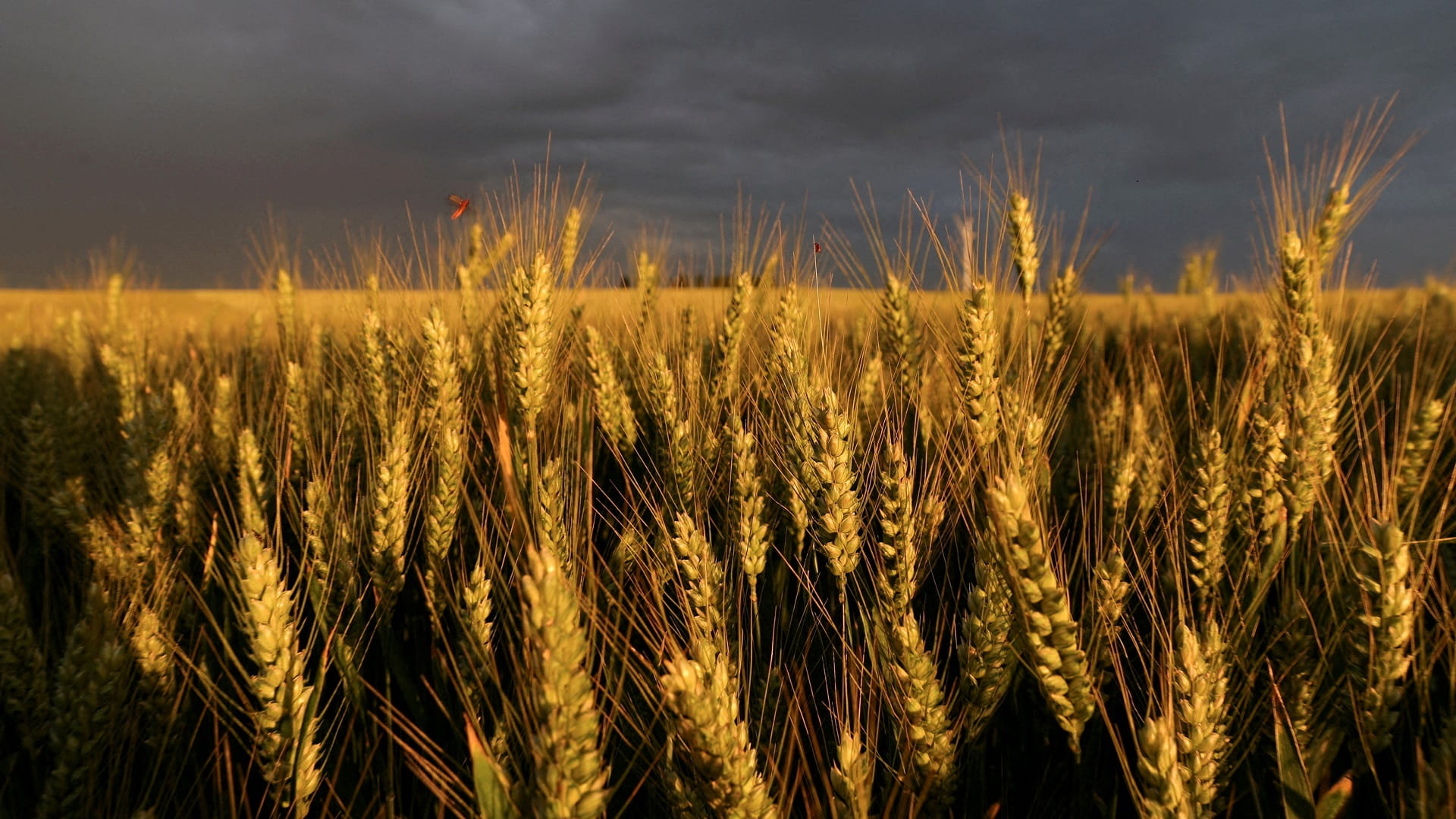 صورة بعنوان: أوكرانيا تتوقع تصدير أولى شحنات الحبوب هذا الأسبوع 