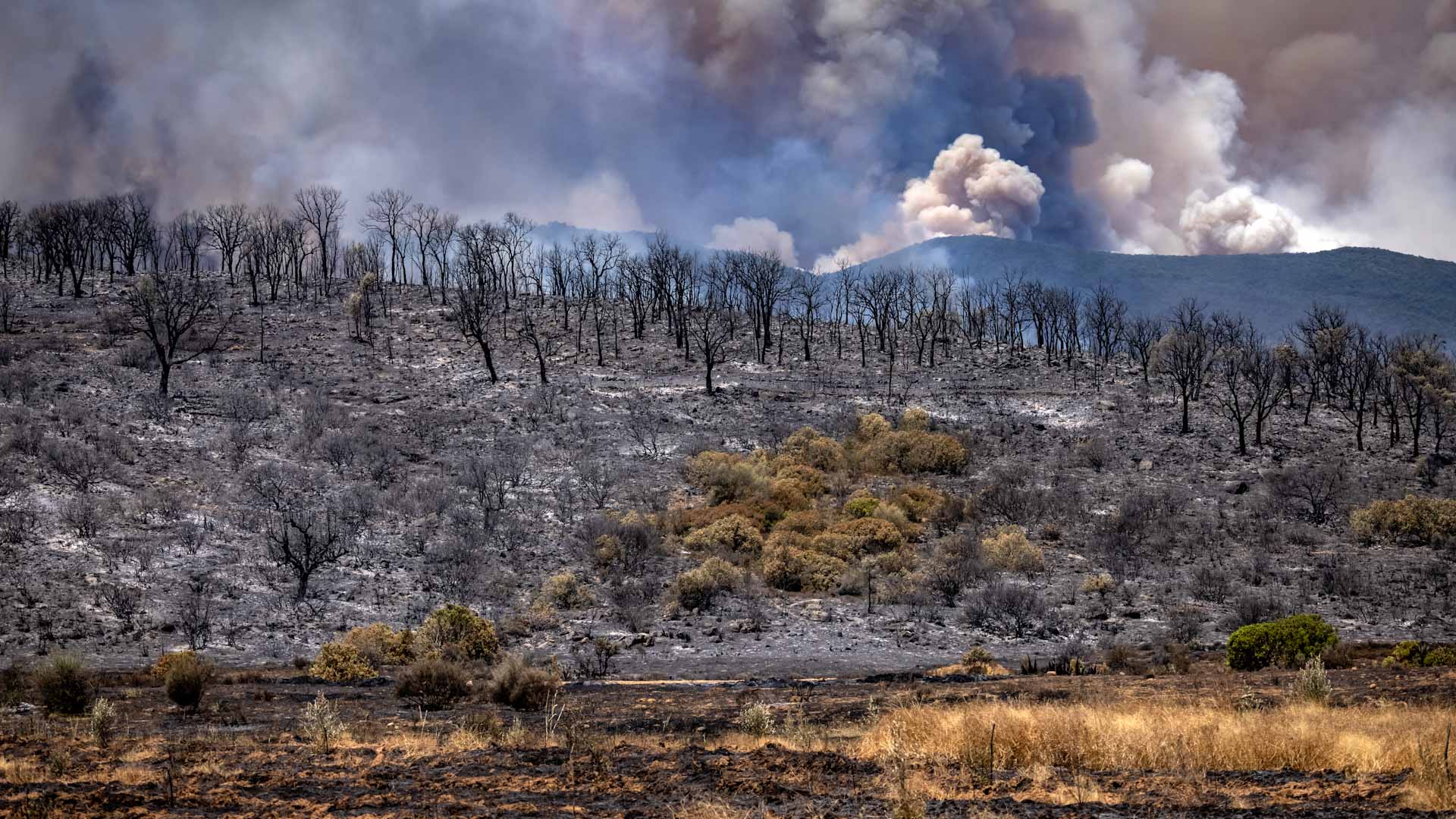 Image for the title: One person killed fighting Morocco forest fire 