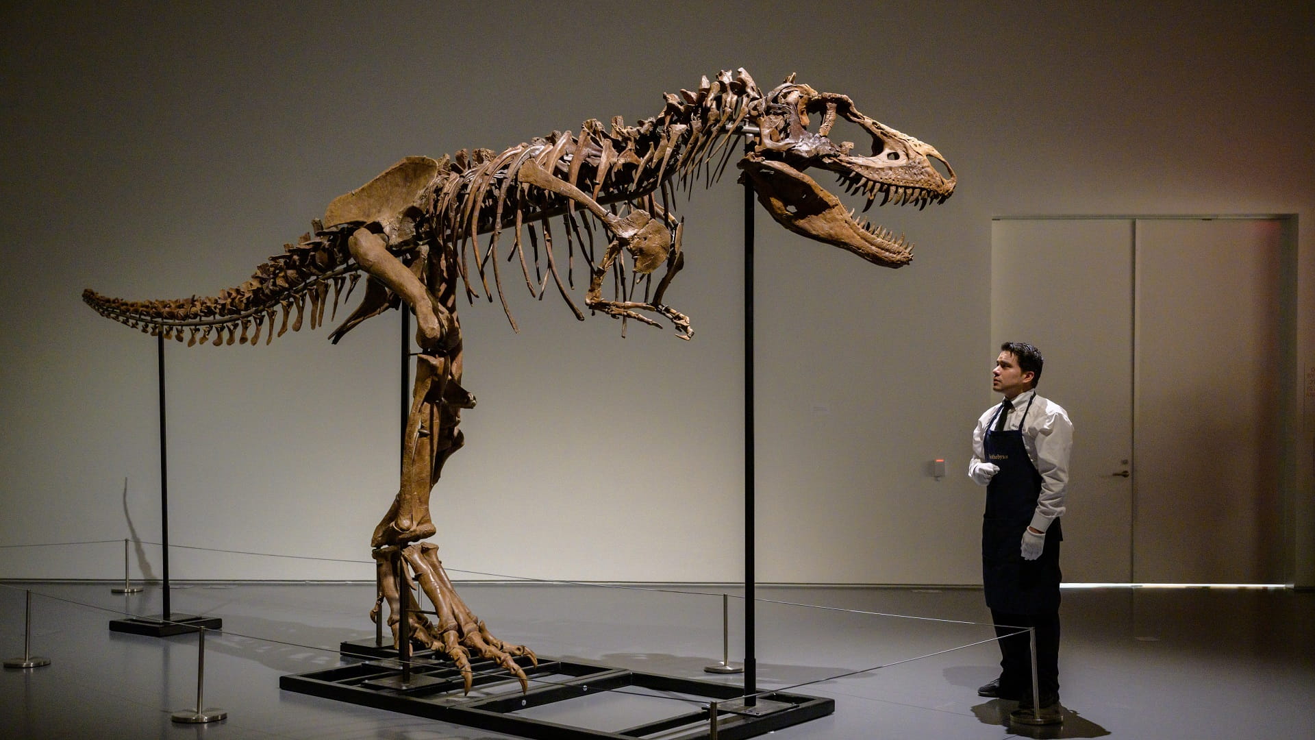 Image for the title: Gorgosaurus sells for $6.1 mn at New York auction 