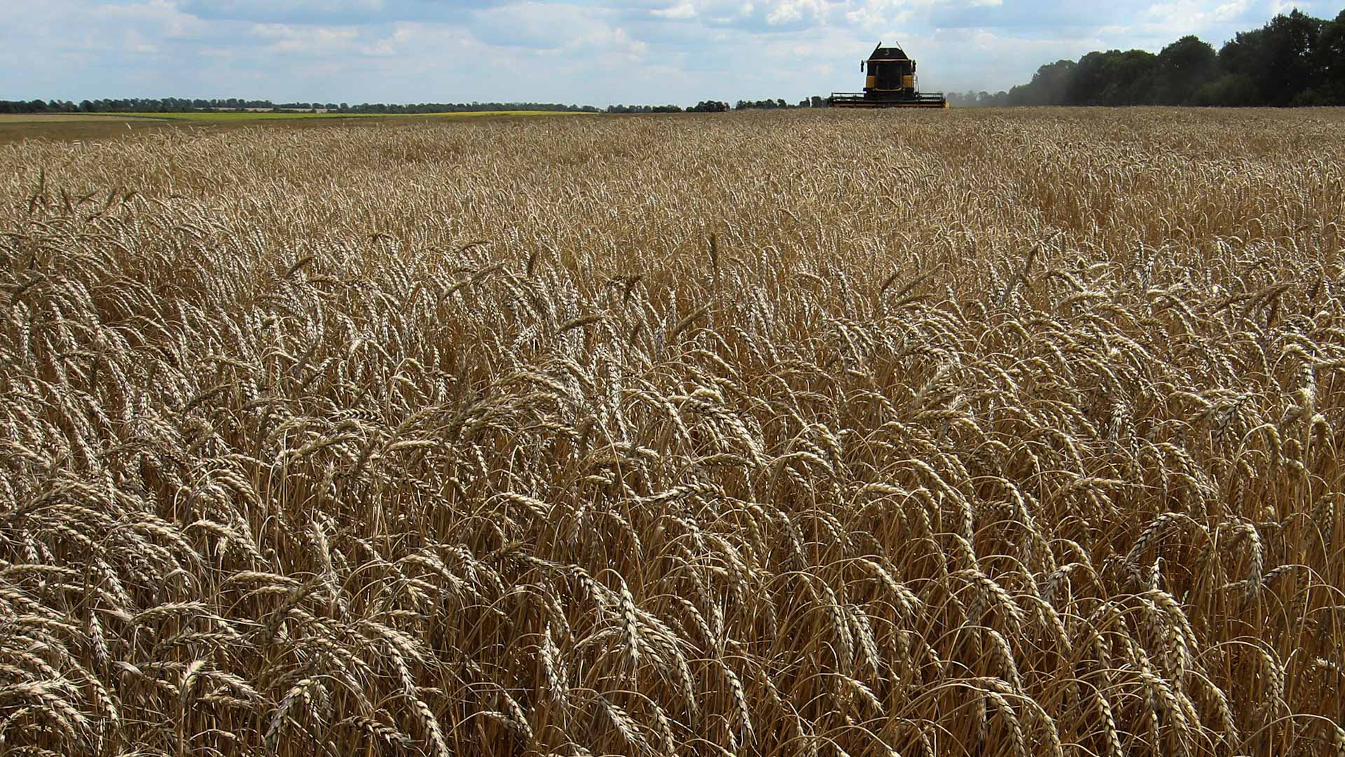 صورة بعنوان: تركيا: أول سفينة محملة بالحبوب يمكن أن تغادر أوكرانيا.. الاثنين 