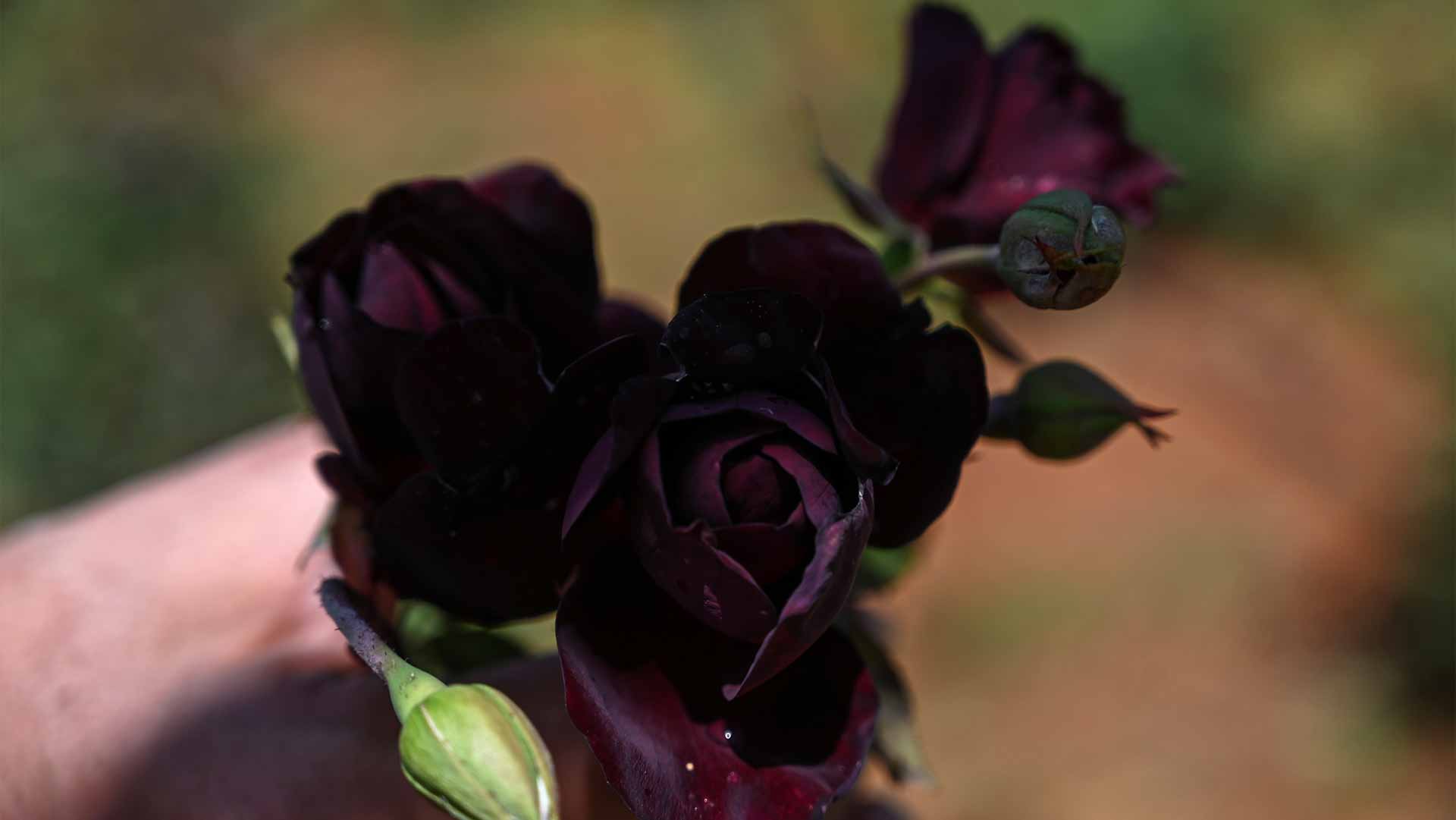 Image for the title: Turkey black rose producers chase sweet smell of success 