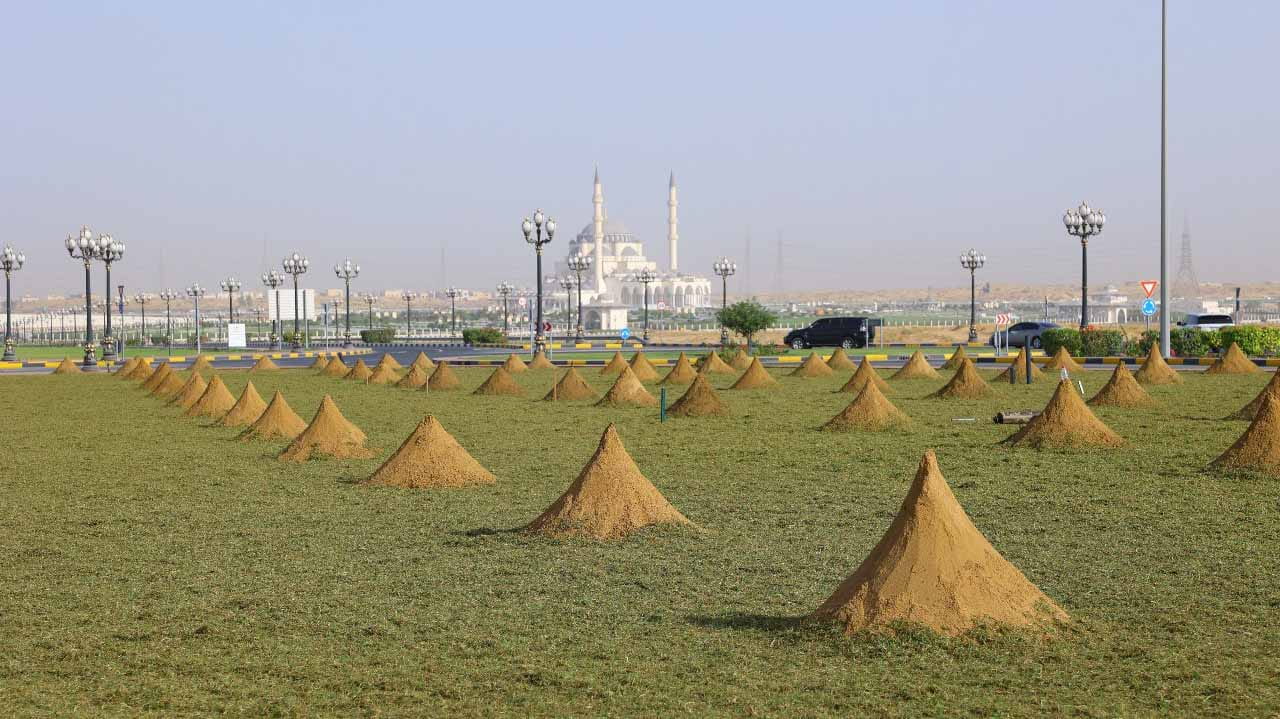 صورة بعنوان: بلدية الشارقة تباشر أعمال زراعة المرحلة الثانية من طريق مليحة  