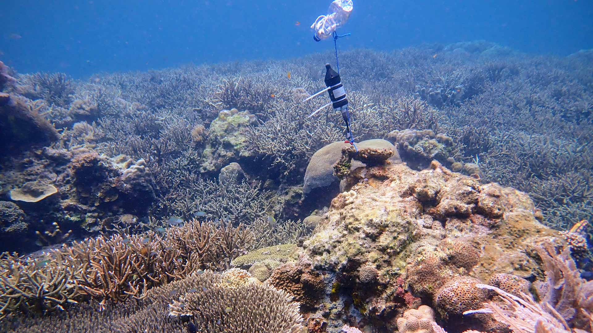 صورة بعنوان: علماء يتمكنون من سماع أصوات شعاب مرجانية مستخدمين الذكاء الصناعي 