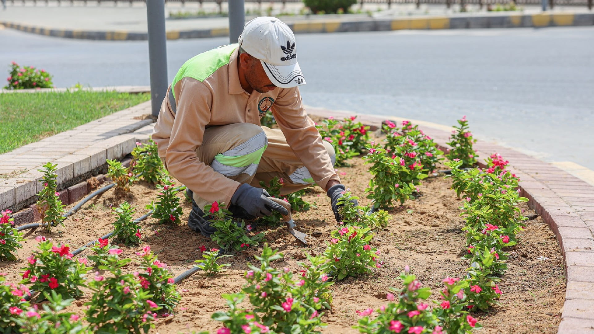 صورة بعنوان: بلدية دبا الحصن تزرع 20 ألف متر مربع من المسطحات الخضراء 