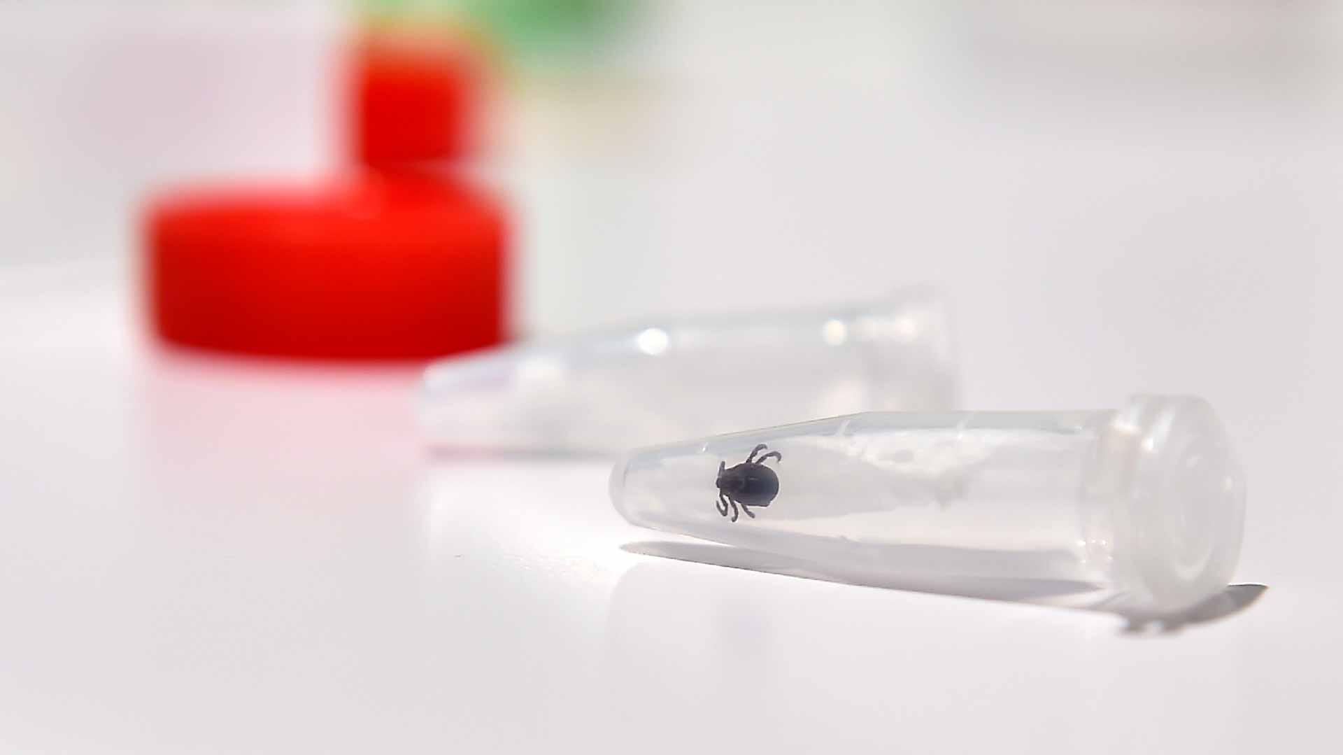 Image for the title: Over 14% of world has had Lyme disease: study 