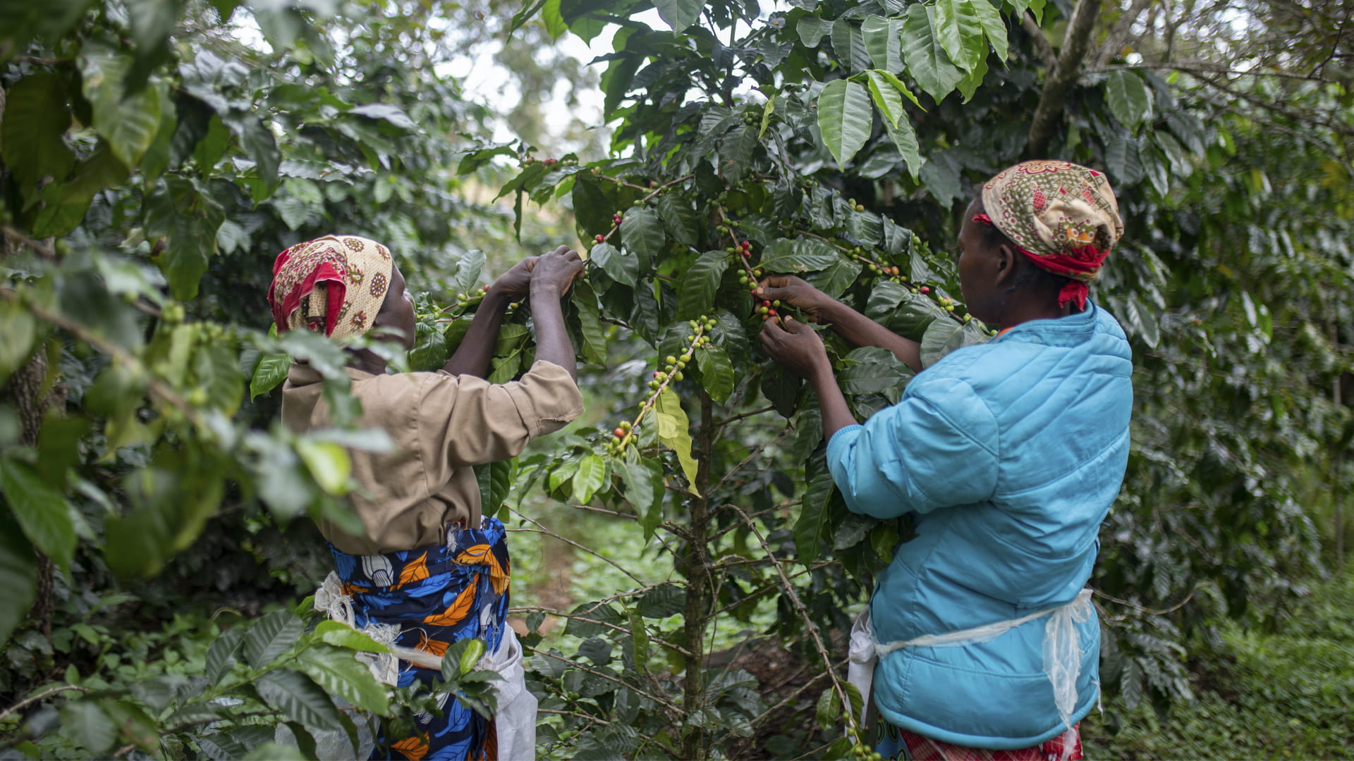 صورة بعنوان: زراعة البنّ تُنقذ الغابات الاستوائية في موزمبيق 