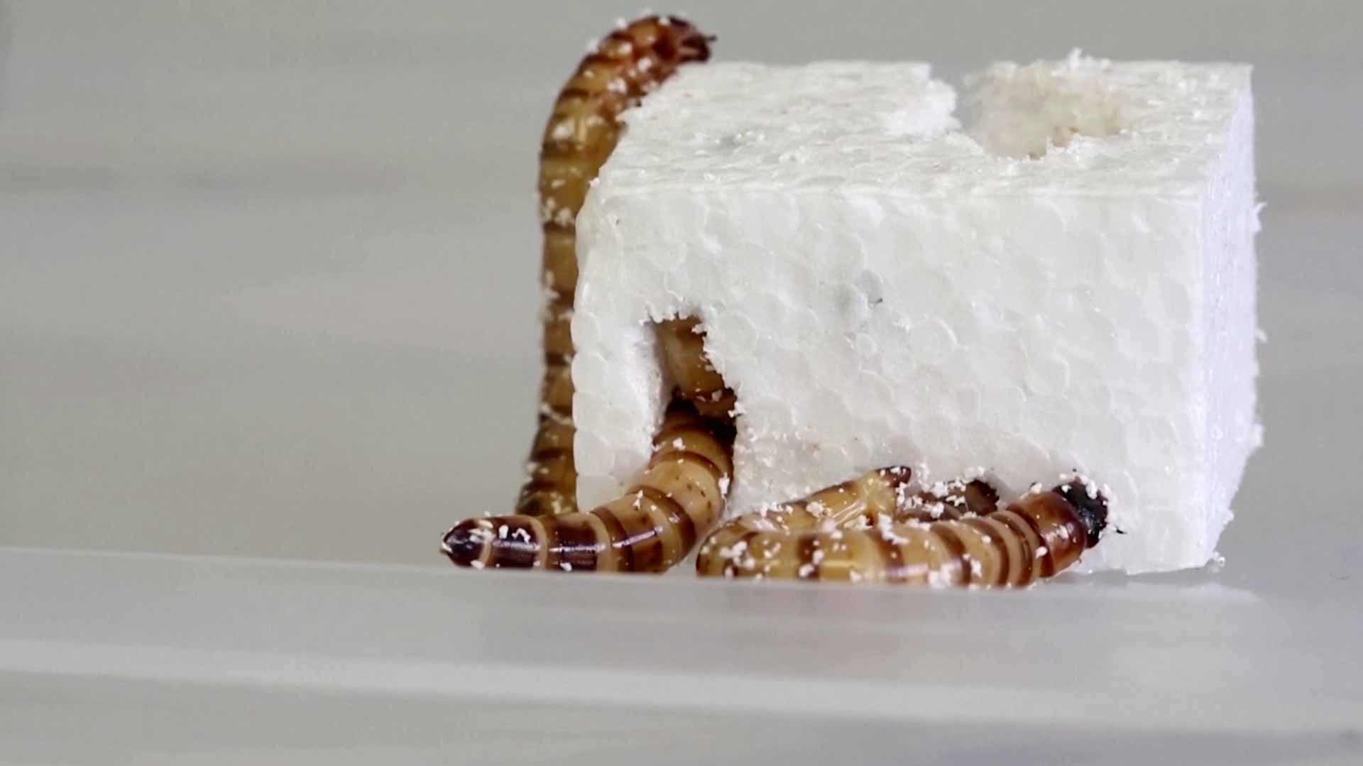 Image for the title: Superworms feast on plastic waste for possible recycling solution 