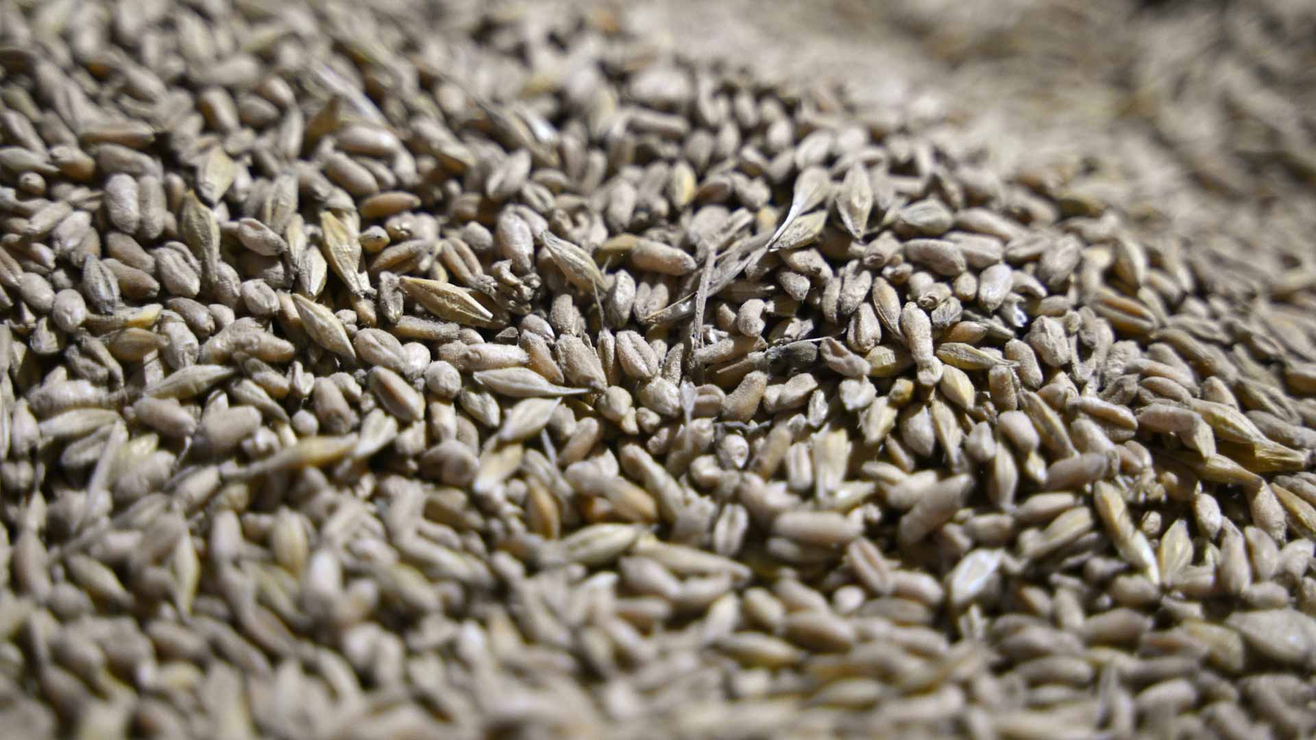 Image for the title: France sends 31 tonnes of seeds to Ukraine 