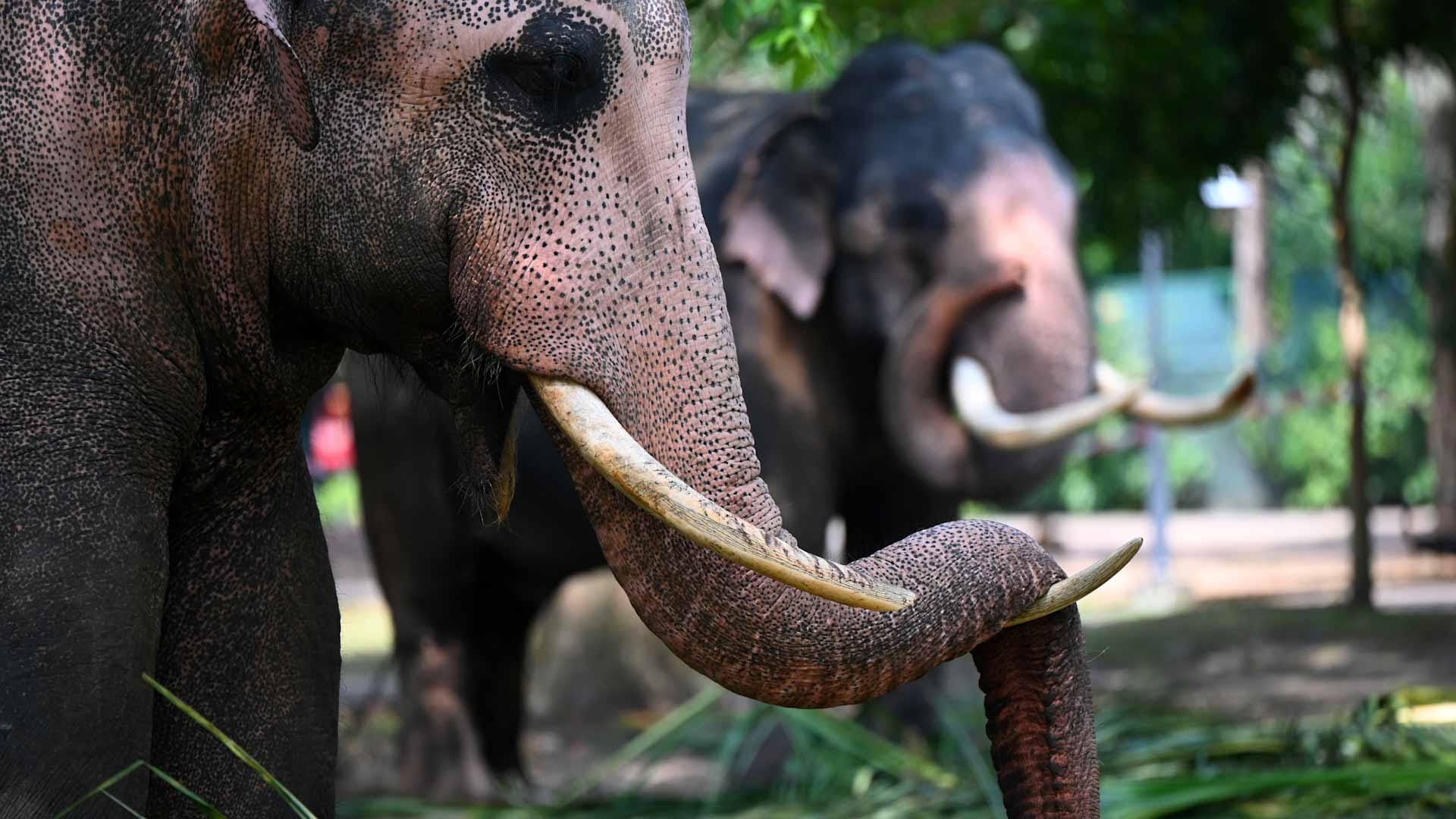 Image for the title: Malawi to move 250 elephants from overpopulated park 