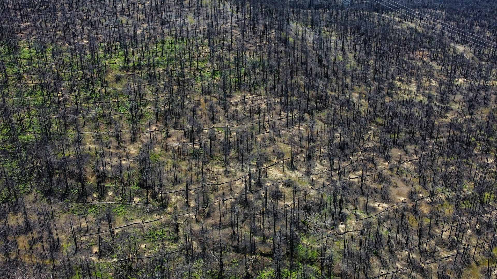 Image for the title: Greece's fire-ravaged Evia will take decades to heal 