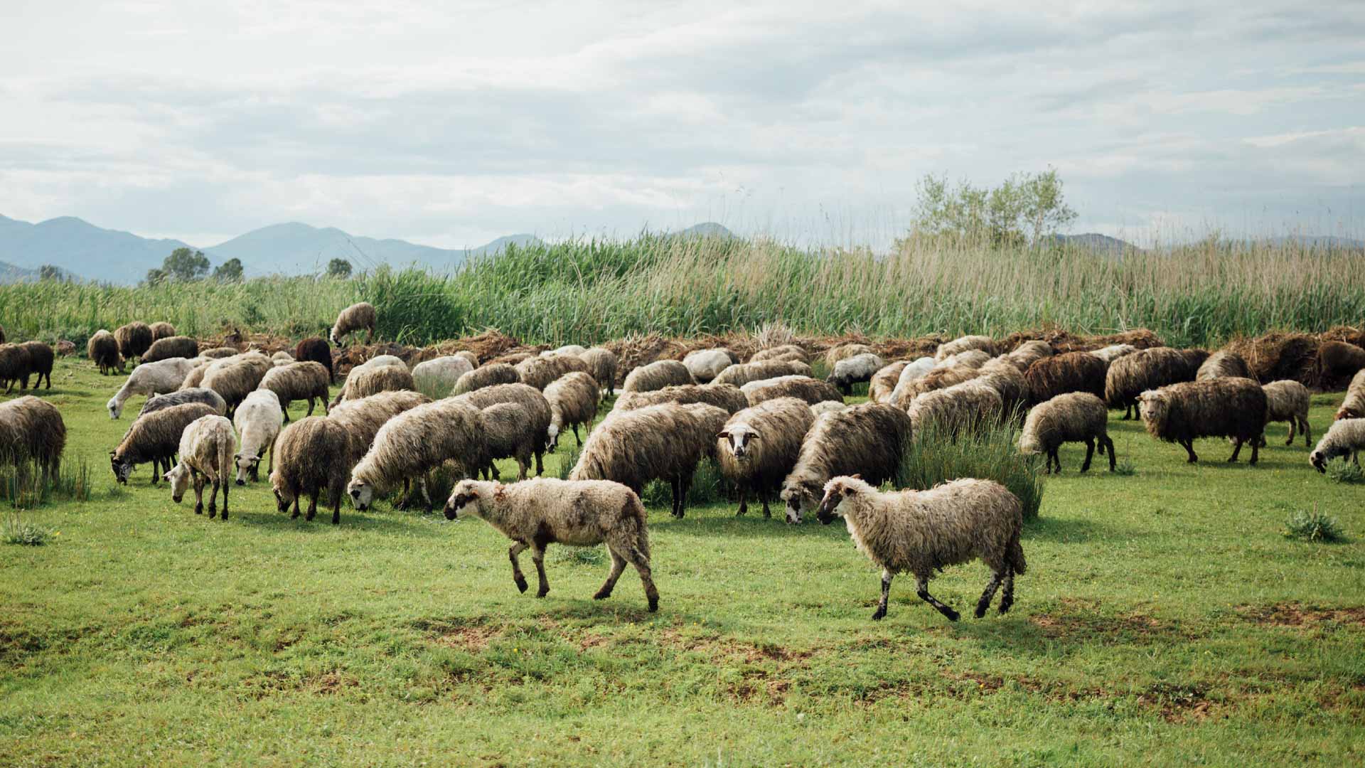 صورة بعنوان: التنمية الزراعية والحيوانية بالشارقة...رؤى وآفاق طموحة 
