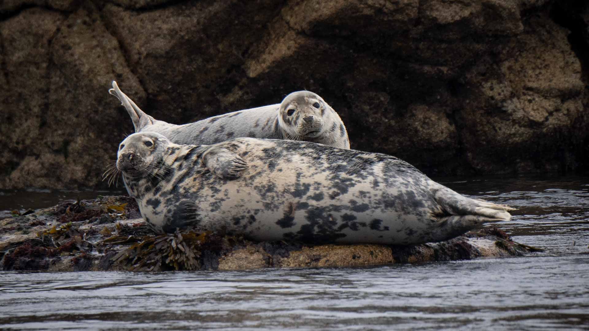 Image for the title: Seals help researchers collect data under Antarctic ice 