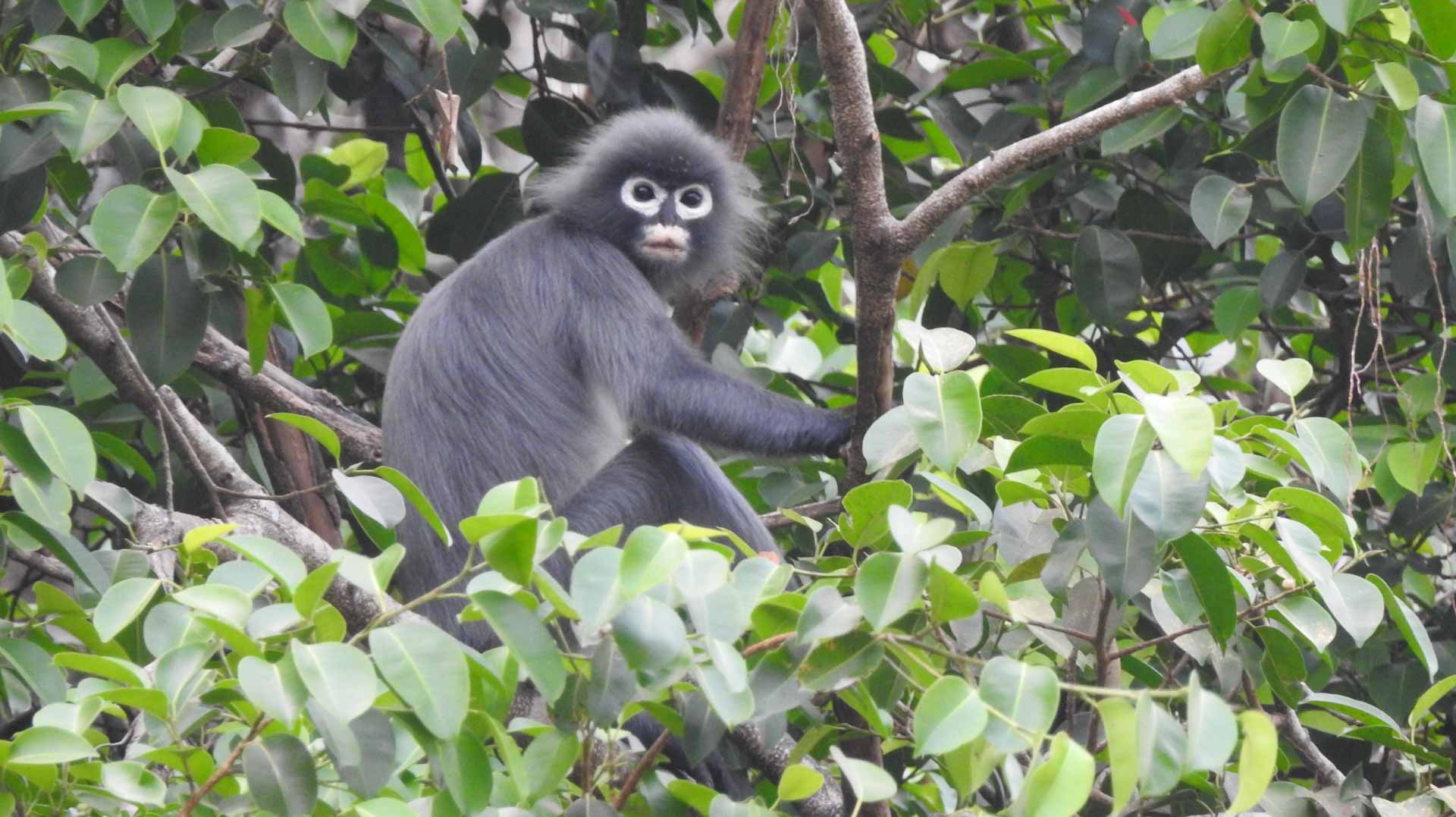 Image for the title: 100 new species in Myanmar reveal its 'biological riches' 