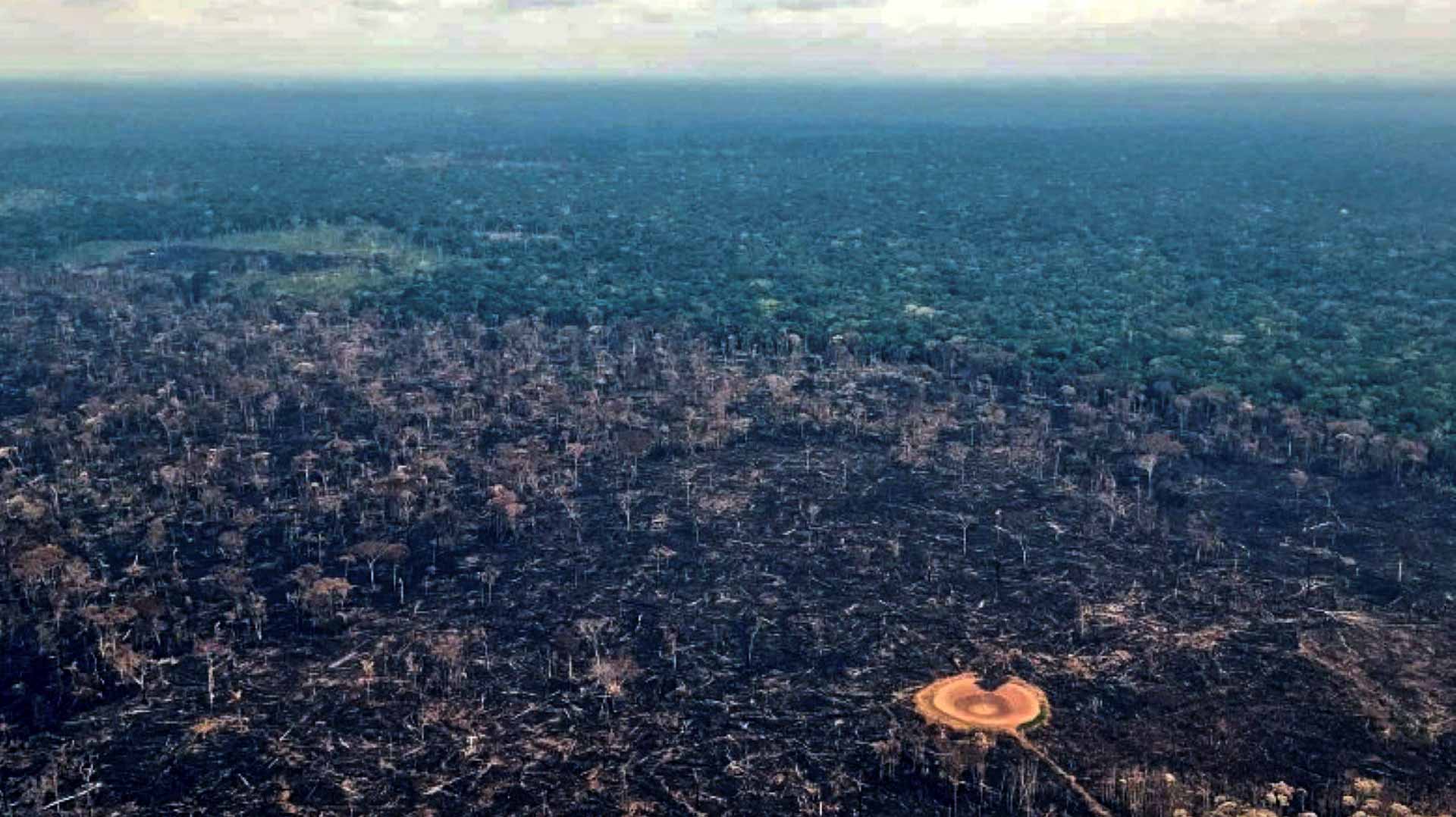 Image for the title: Amazon nears climate 'tipping point' faster than expected 