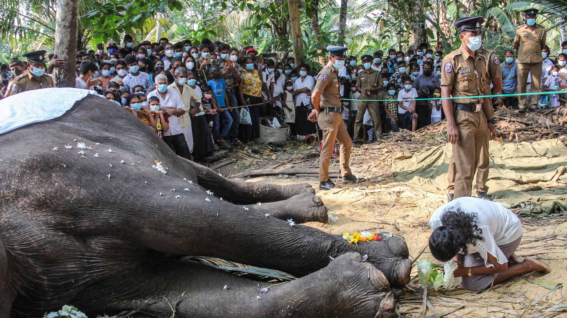 Image for the title: Sri Lanka's most sacred elephant dies aged 68 