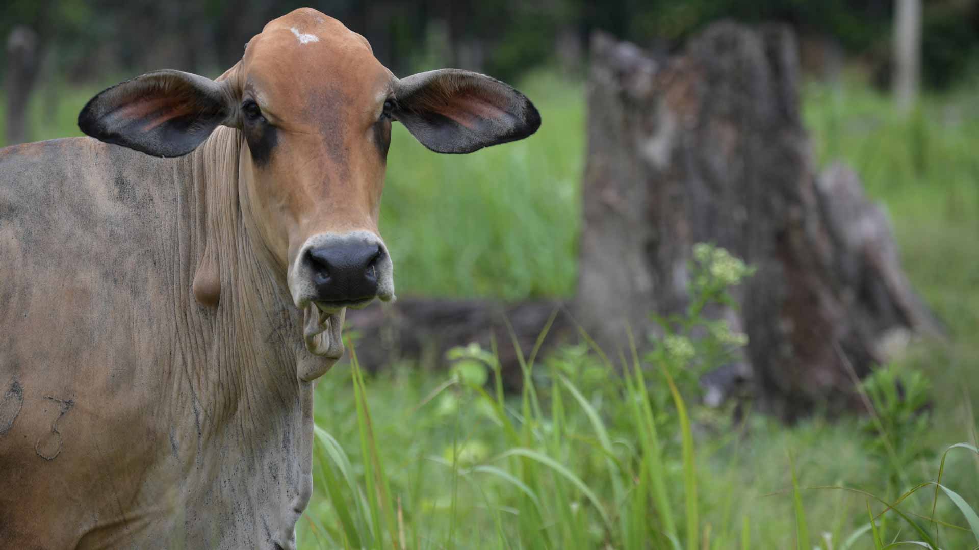 Image for the title: Moo-ve over: Loose cow stops cars on California freeway 