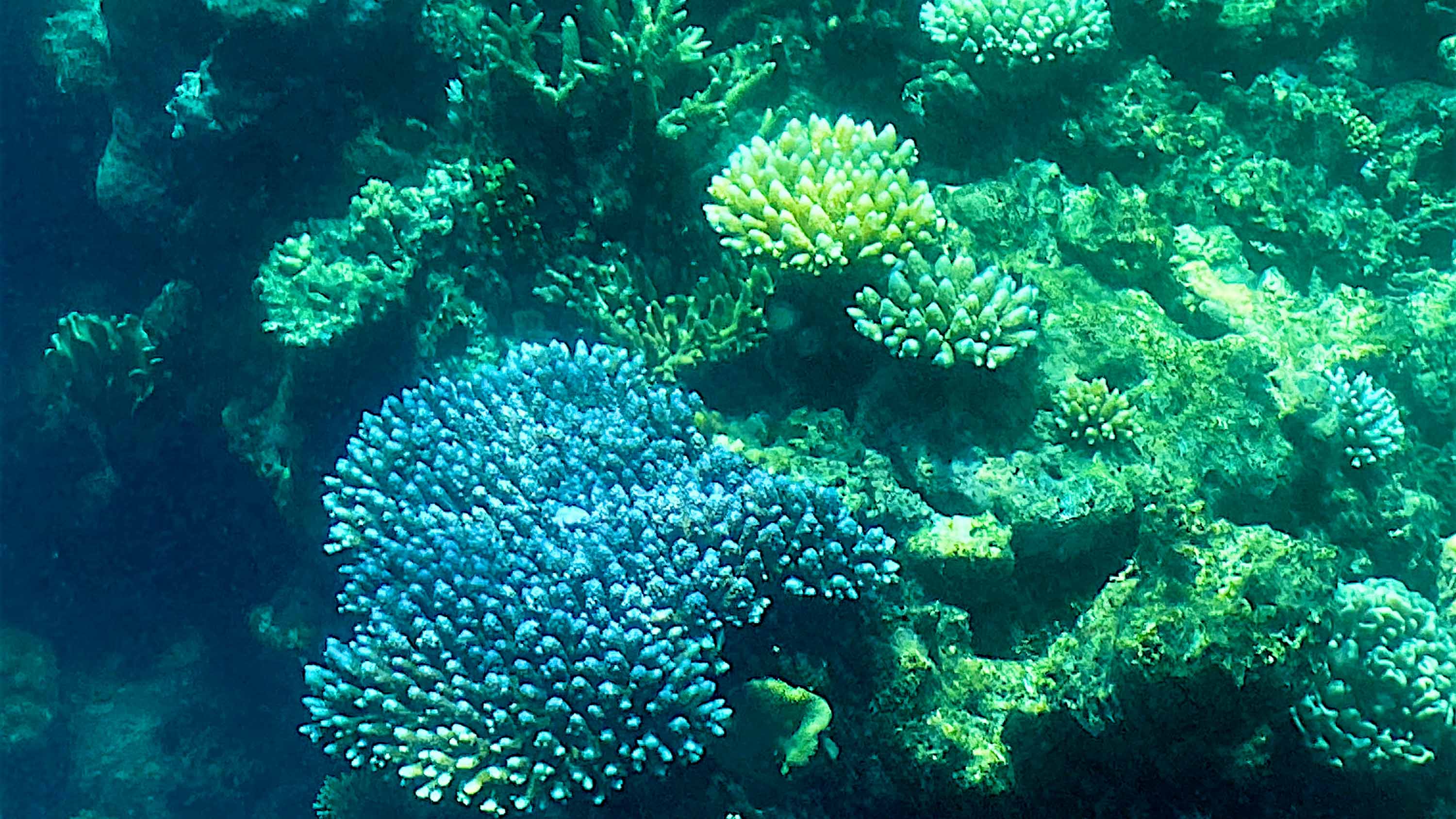 Image for the title: Ocean warming threatens bleaching of Great Barrier Reef 
