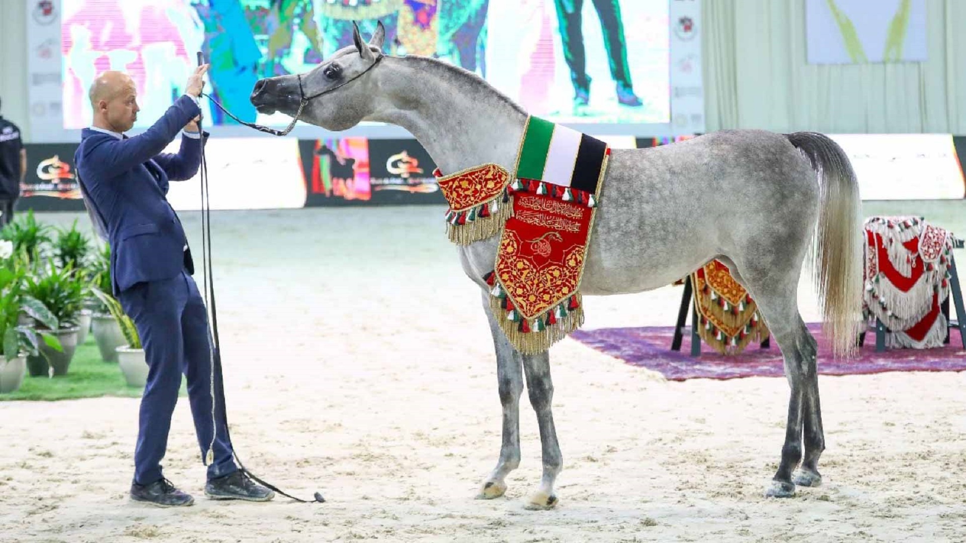 صورة بعنوان: بطولة الإمارات لمربي الخيل العربية تنطلق الأربعاء في بوذيب 