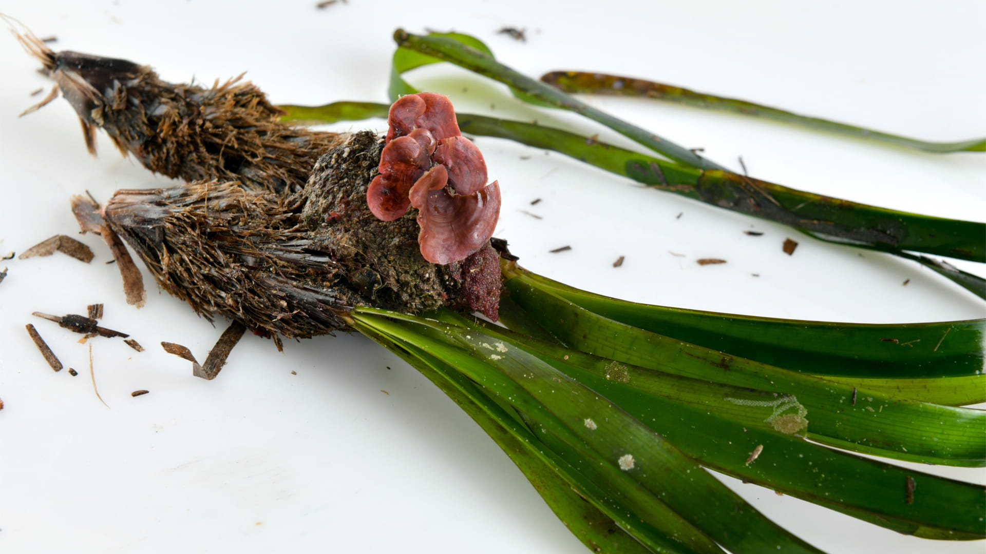 صورة بعنوان: طحالب البوزيدونيا تواجه خطر الاندثار على السواحل التونسية 