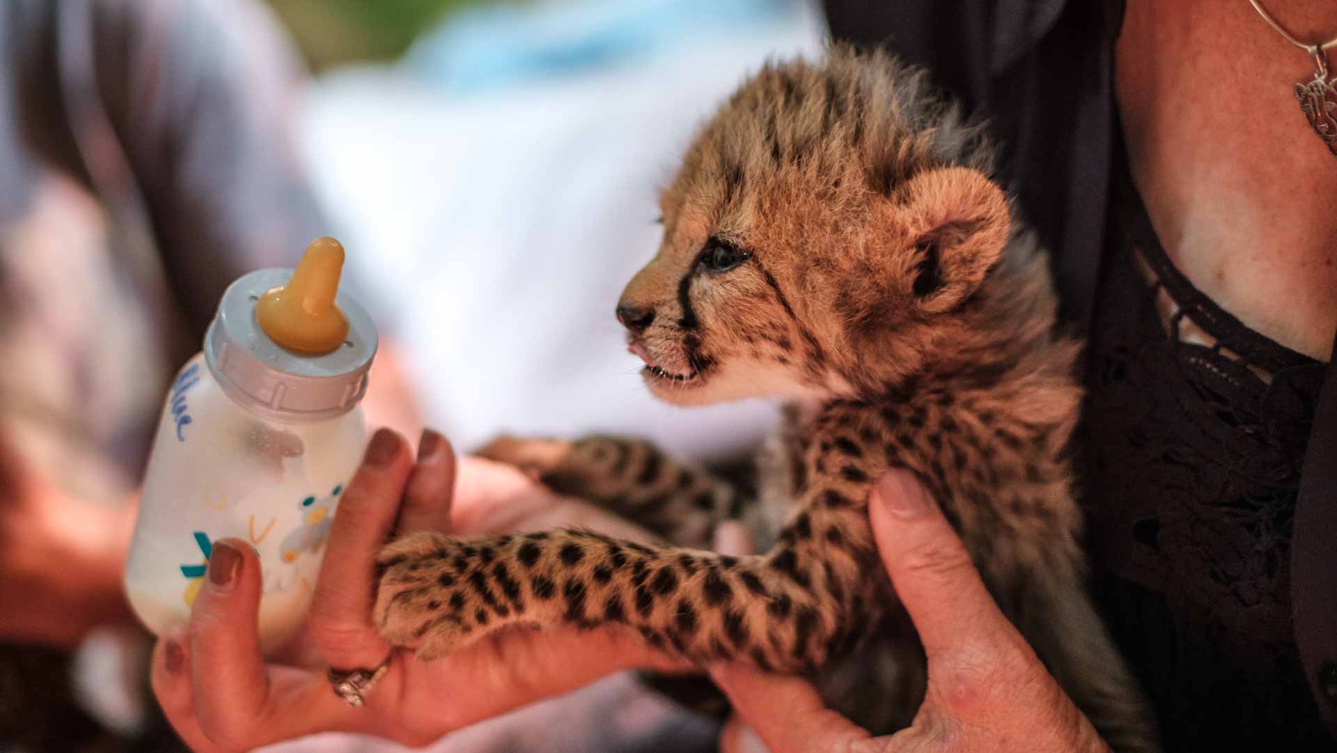 Image for the title: Rare birth of Asiatic cheetah cubs in Iran 
