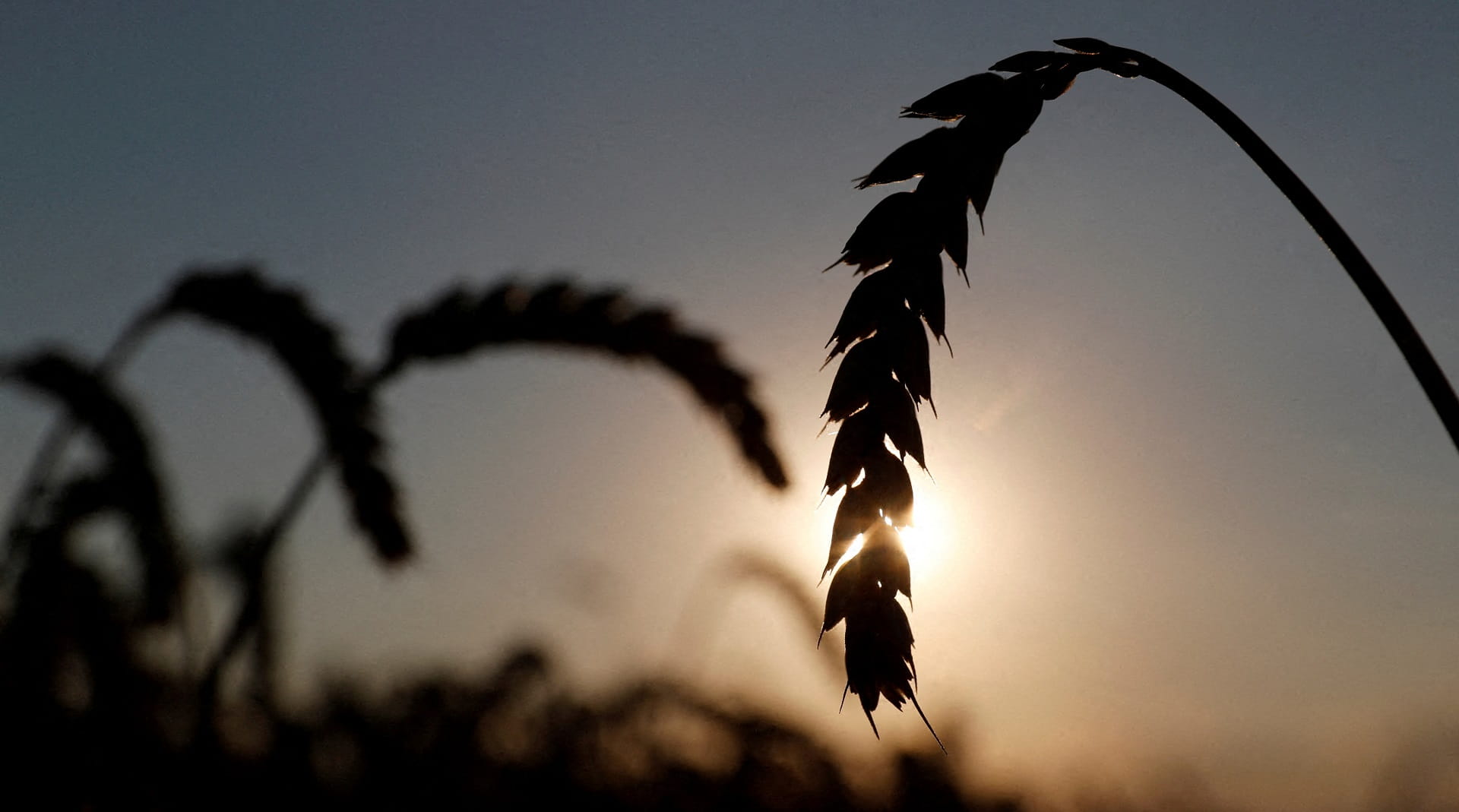 صورة بعنوان: "الفاو": نحو 25 مليون طن من الحبوب عالقة في أوكرانيا 