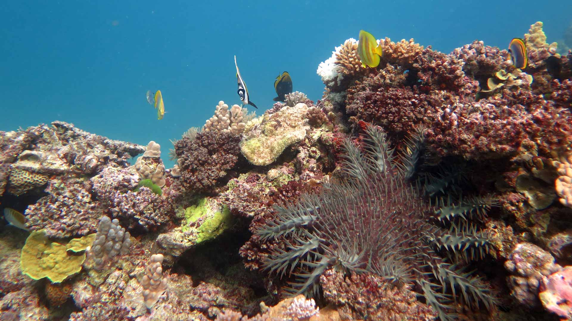 Image for the title: Summer heatwave bleaches 91% of Great Barrier Reef: report 