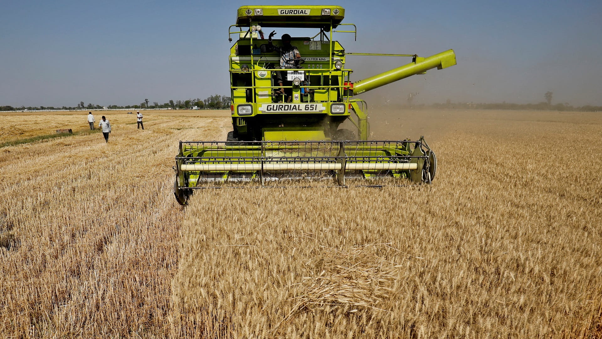 صورة بعنوان: أسعار القمح تقفز إلى مستوى قياسي بعد حظر تصديره في الهند 