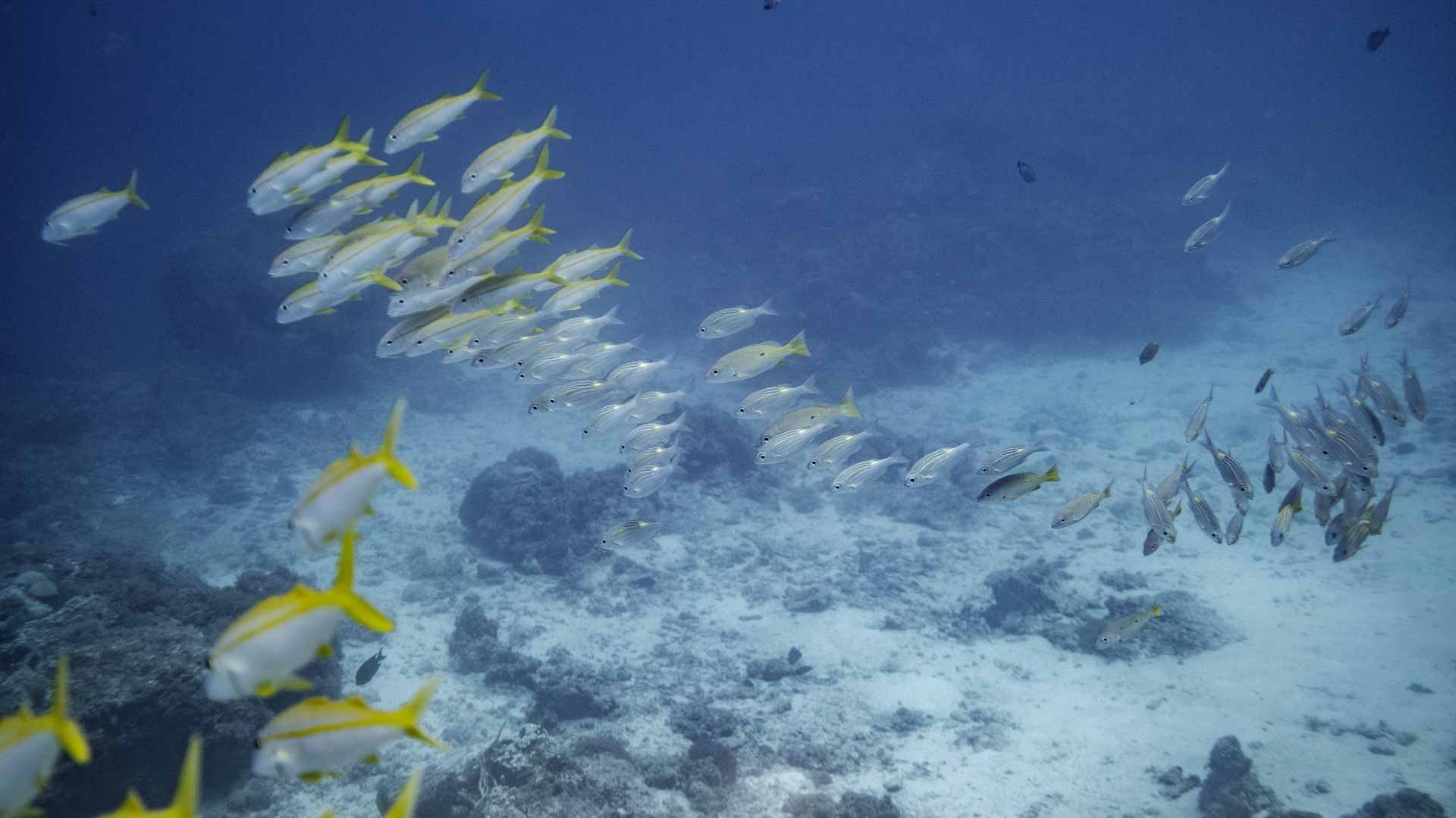 Image for the title: Oceans are hotter, higher and more acidic, climate report warns 