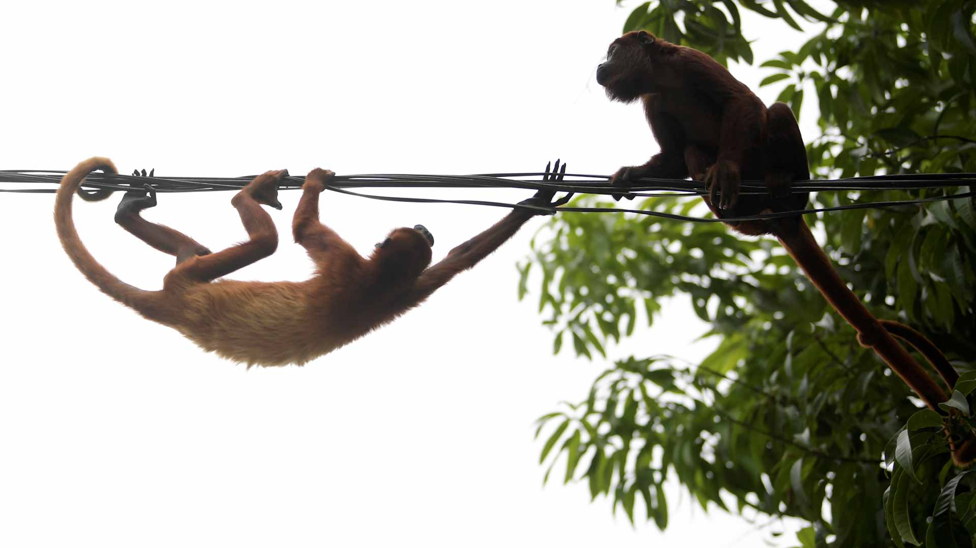 صورة بعنوان: "جدري القرود" يصل الولايات المتحدة.. بعد رصد حالات في أوروبا 