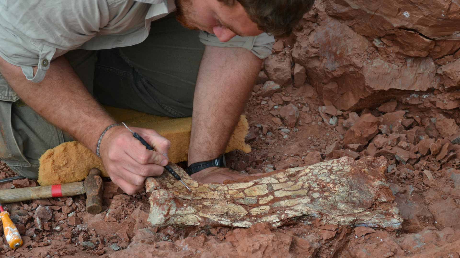 صورة بعنوان: الأرجنتين تعلن اكتشاف حفرية "تنين الموت" بطول 9 أمتار 