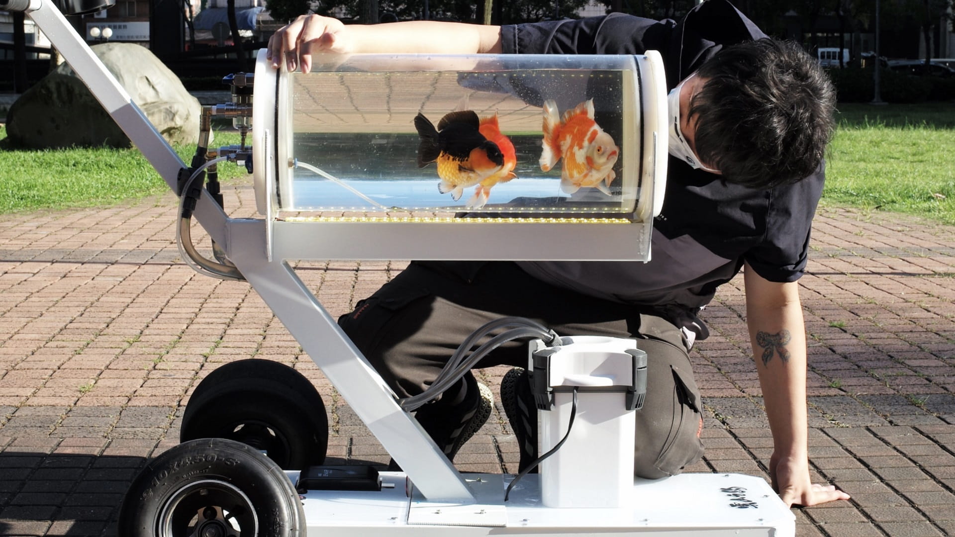 Image for the title: Taiwan man invents stroller for fish to 'explore other worlds' 