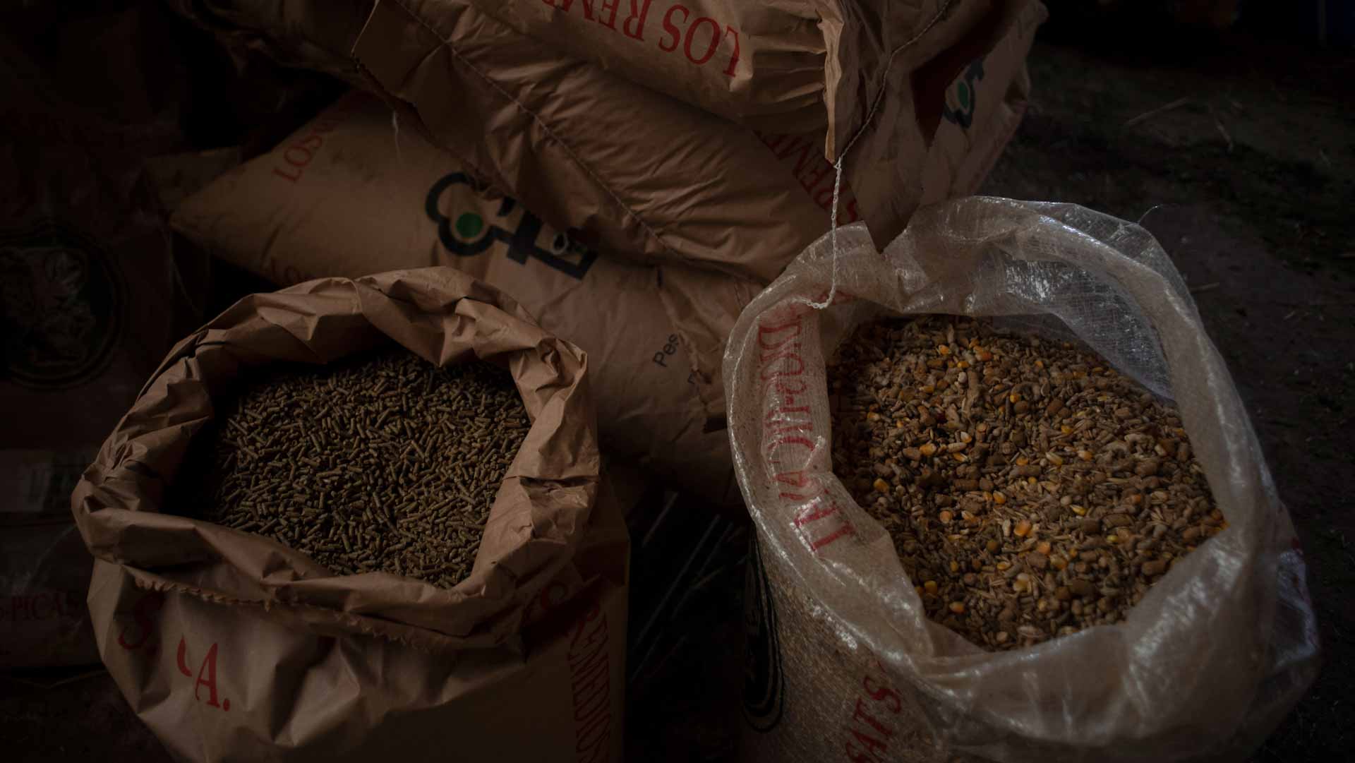 Image for the title: Ukraine looks for ways to get its grain out 