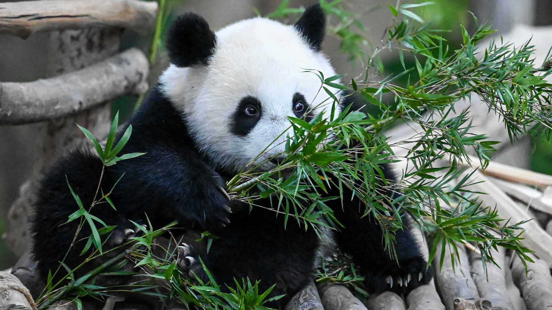 Image for the title: Third Malaysian-born panda cub named Sheng Yi 