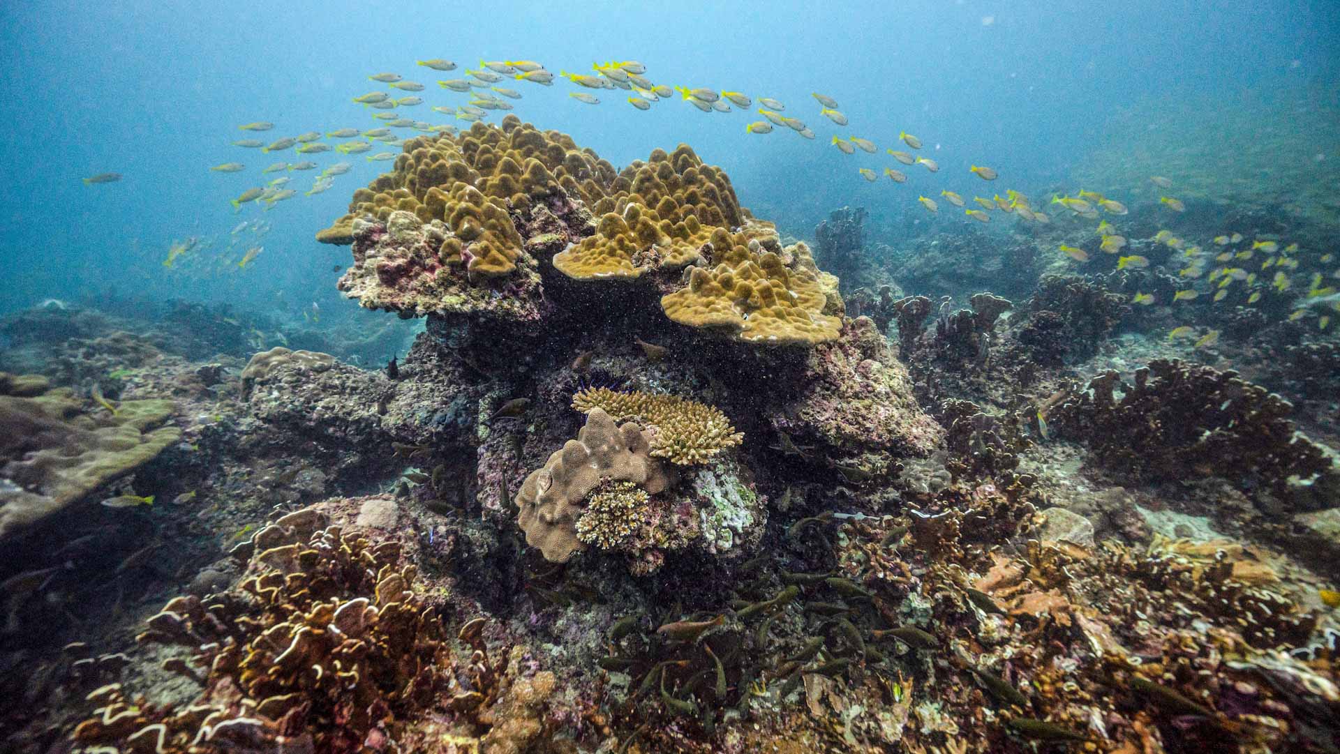 Image for the title: Mediterranean corals devastated by underwater heat 
