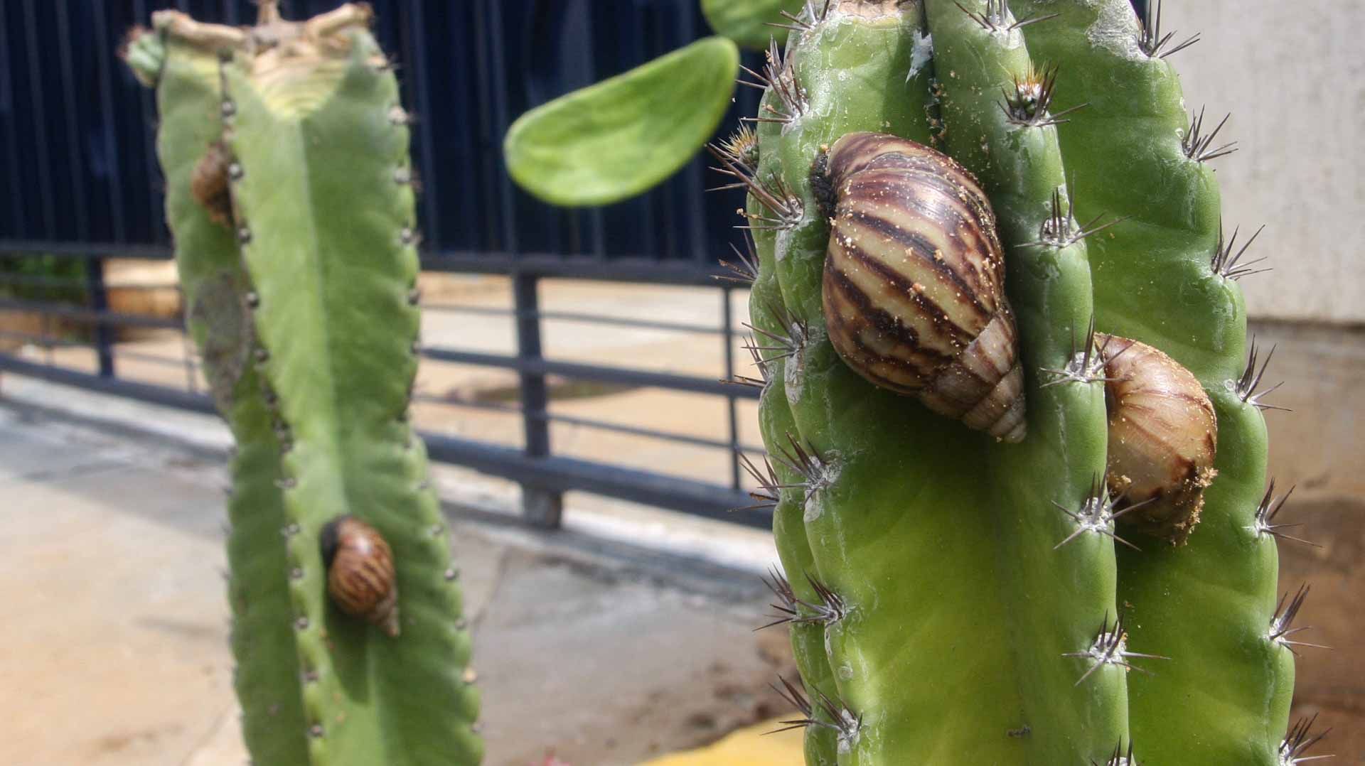 Image for the title: Giant African snails plague crops in western Venezuela 